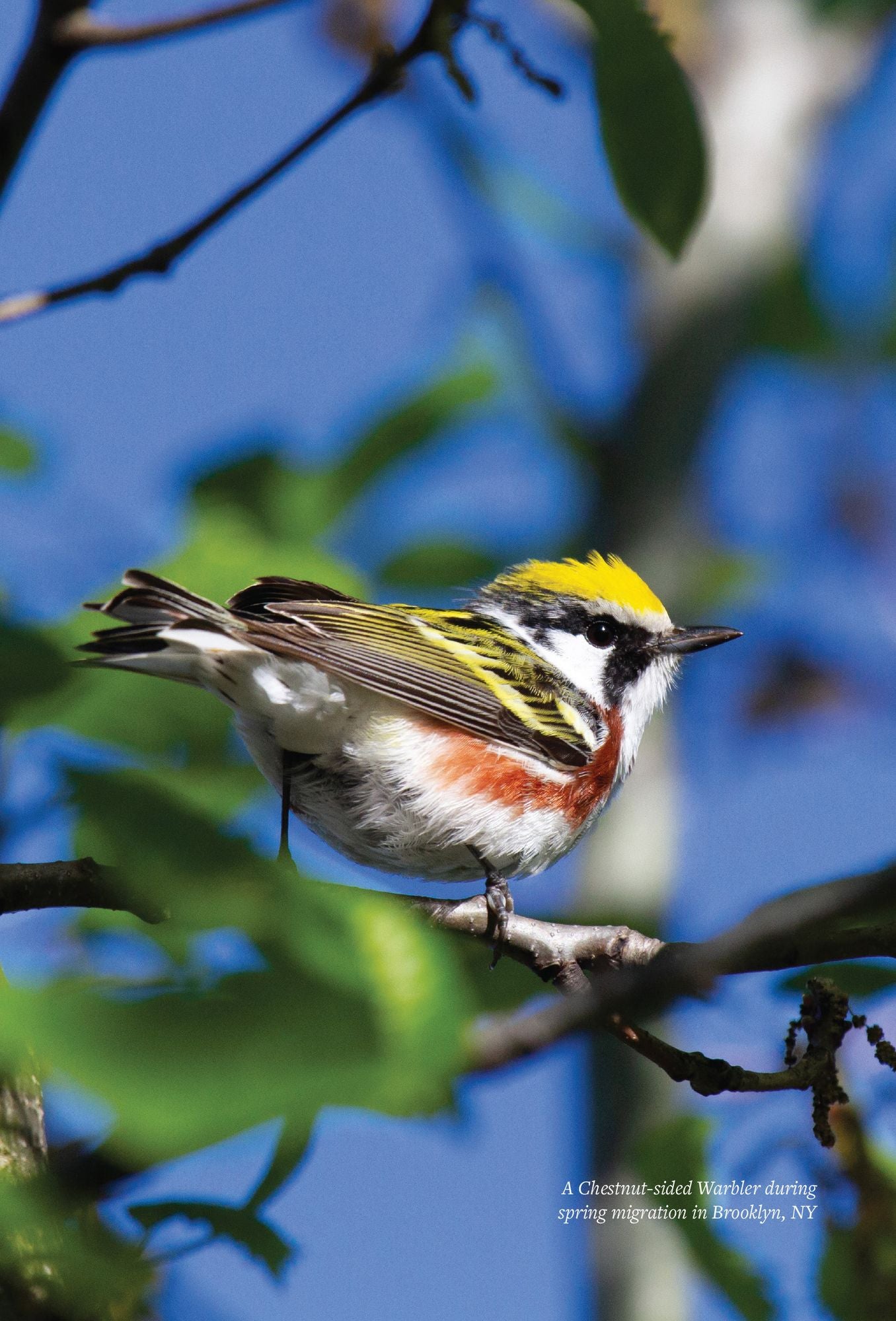 Find More Birds: 111 Surprising Ways to Spot Birds Wherever You Are