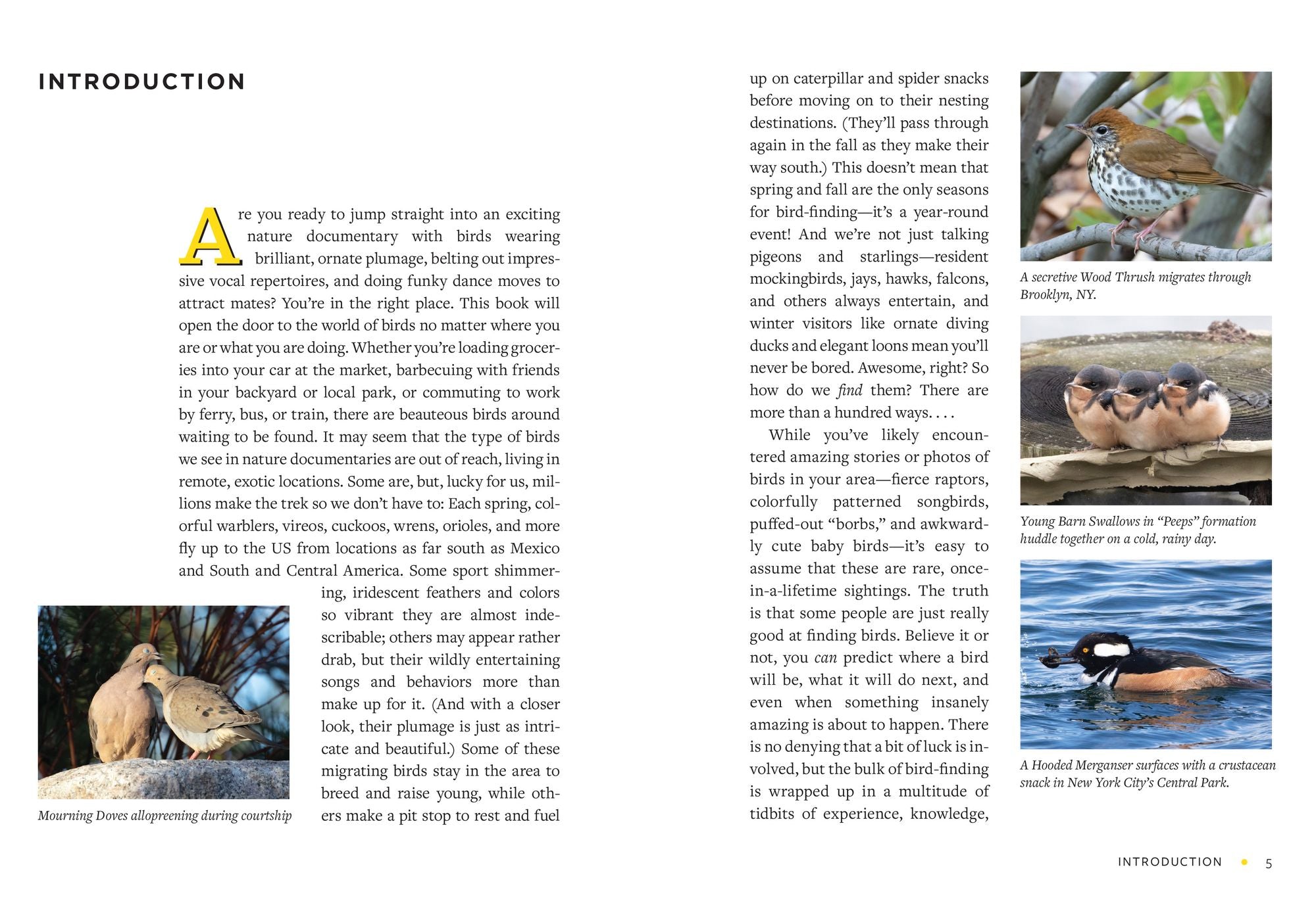 Find More Birds: 111 Surprising Ways to Spot Birds Wherever You Are