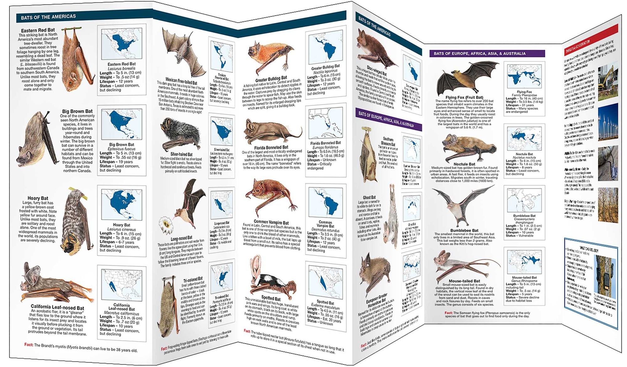 Bats: A Folding Pocket Guide to Familiar & Unusual Species Worldwide