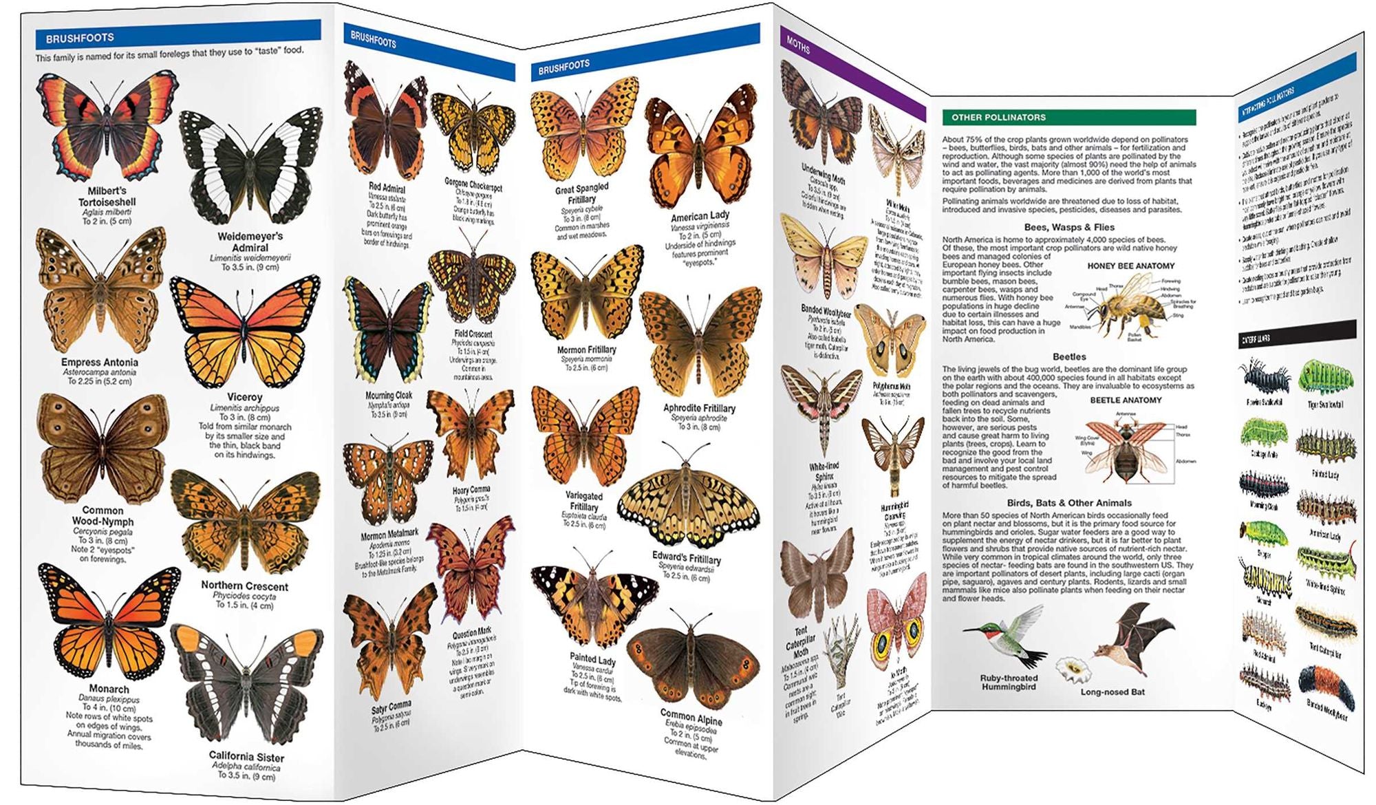 Colorado Butterflies & Pollinators: A Folding Pocket Guide to Familiar Species