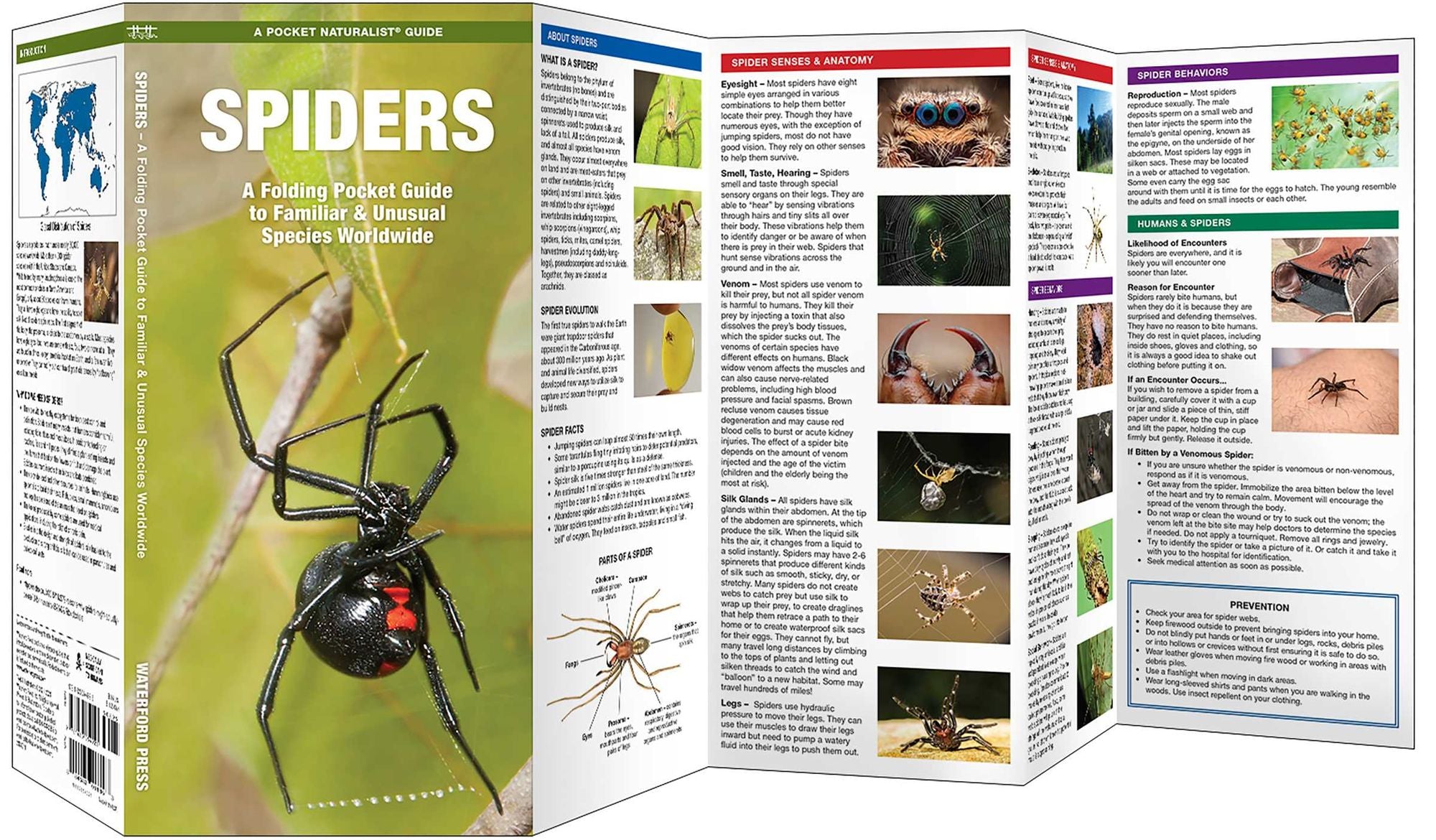 Spiders: A Folding Pocket Guide to Familiar & Unusual Species Worldwide