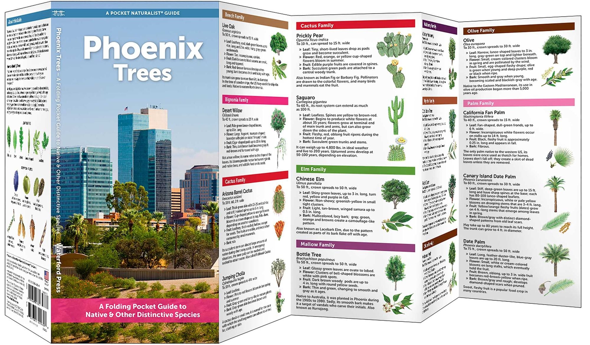 Phoenix Trees: A Folding Pocket Guide to Native & Other Distinctive Species