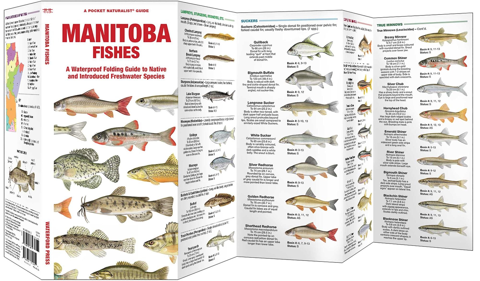 Manitoba Fishes