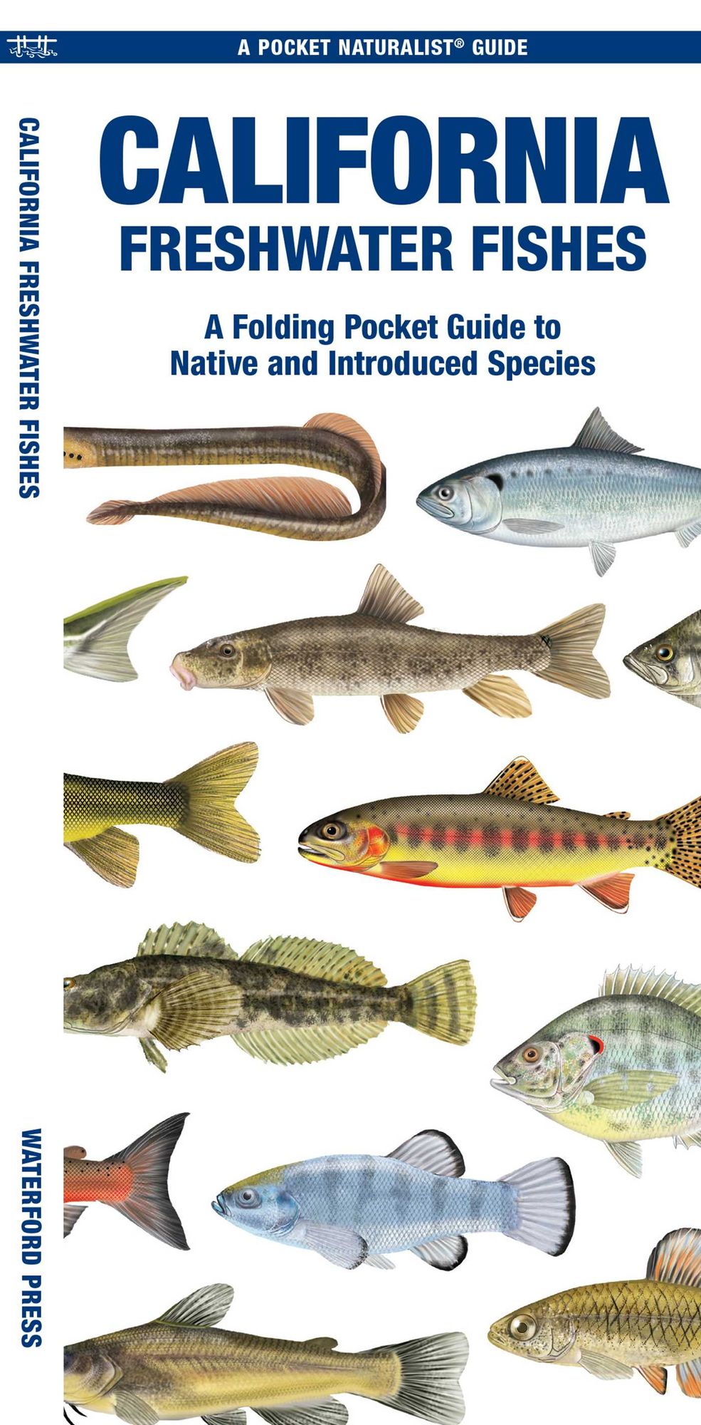 California Freshwater Fishes: A Folding Pocket Guide to Native and Introduced Species