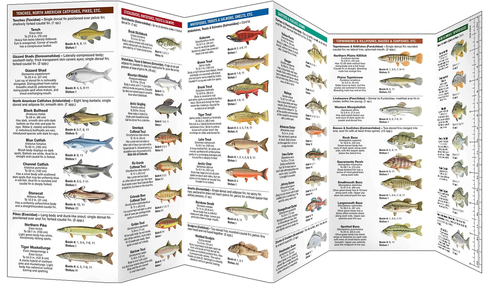 Colorado Freshwater Fishes: A Folding Pocket Guide to Native and Introduced Species