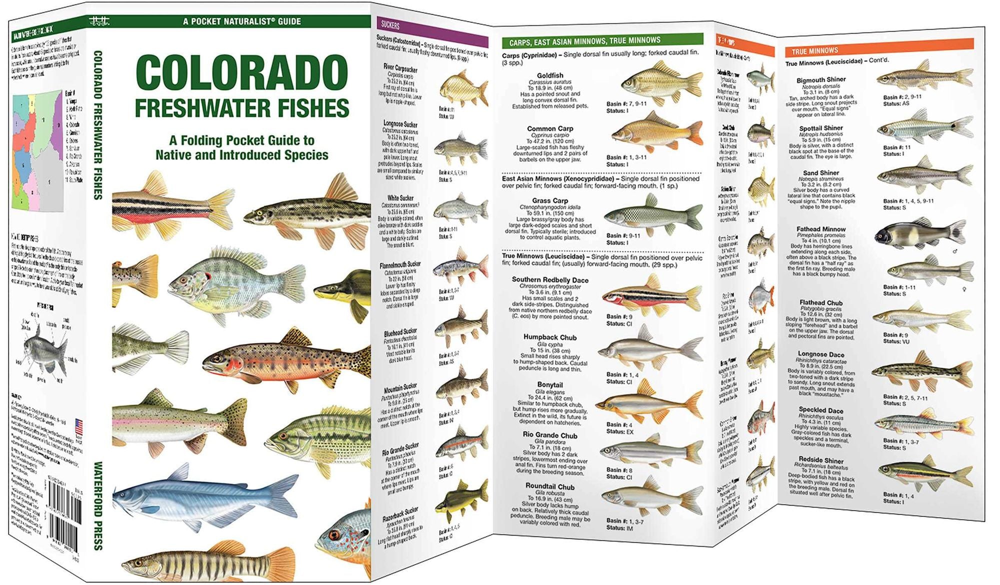 Colorado Freshwater Fishes: A Folding Pocket Guide to Native and Introduced Species