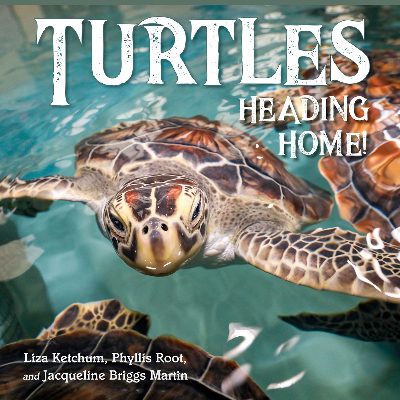 Turtles Heading Home!