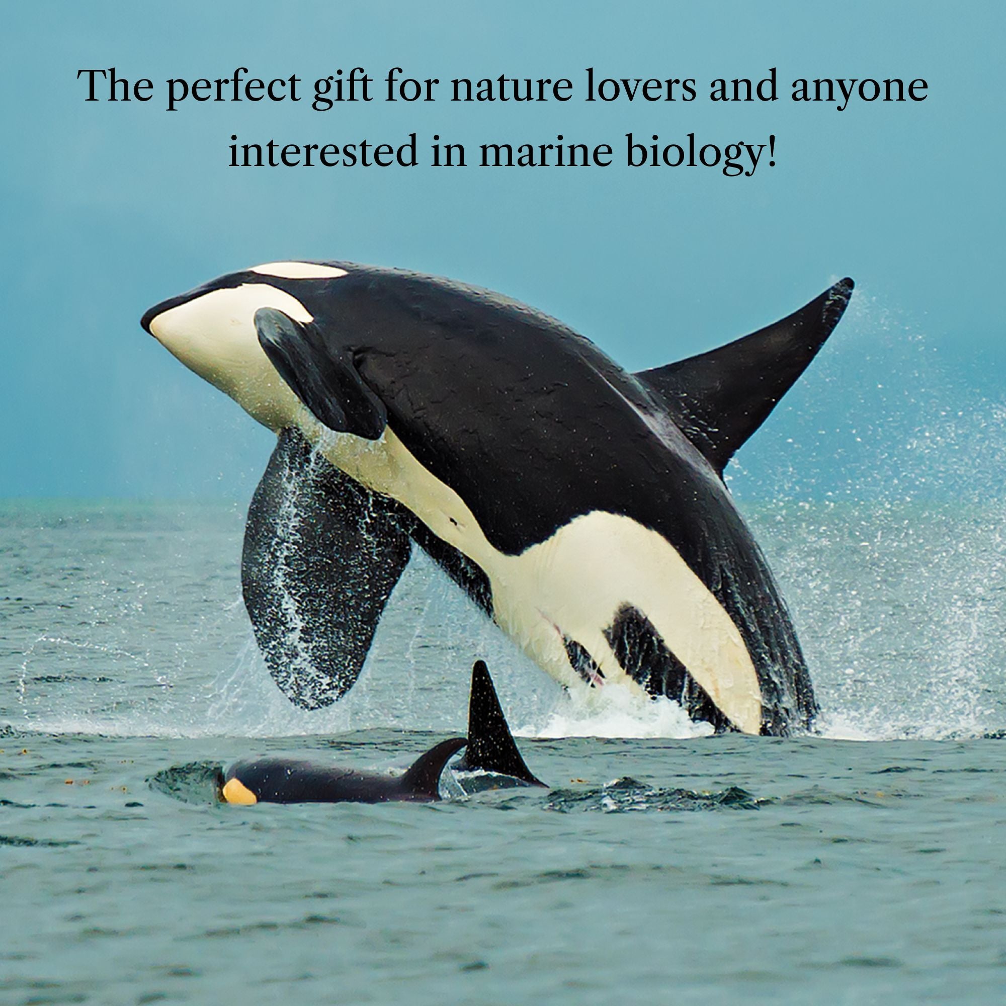 The Breath of a Whale: The Science and Spirit of Pacific Ocean Giants