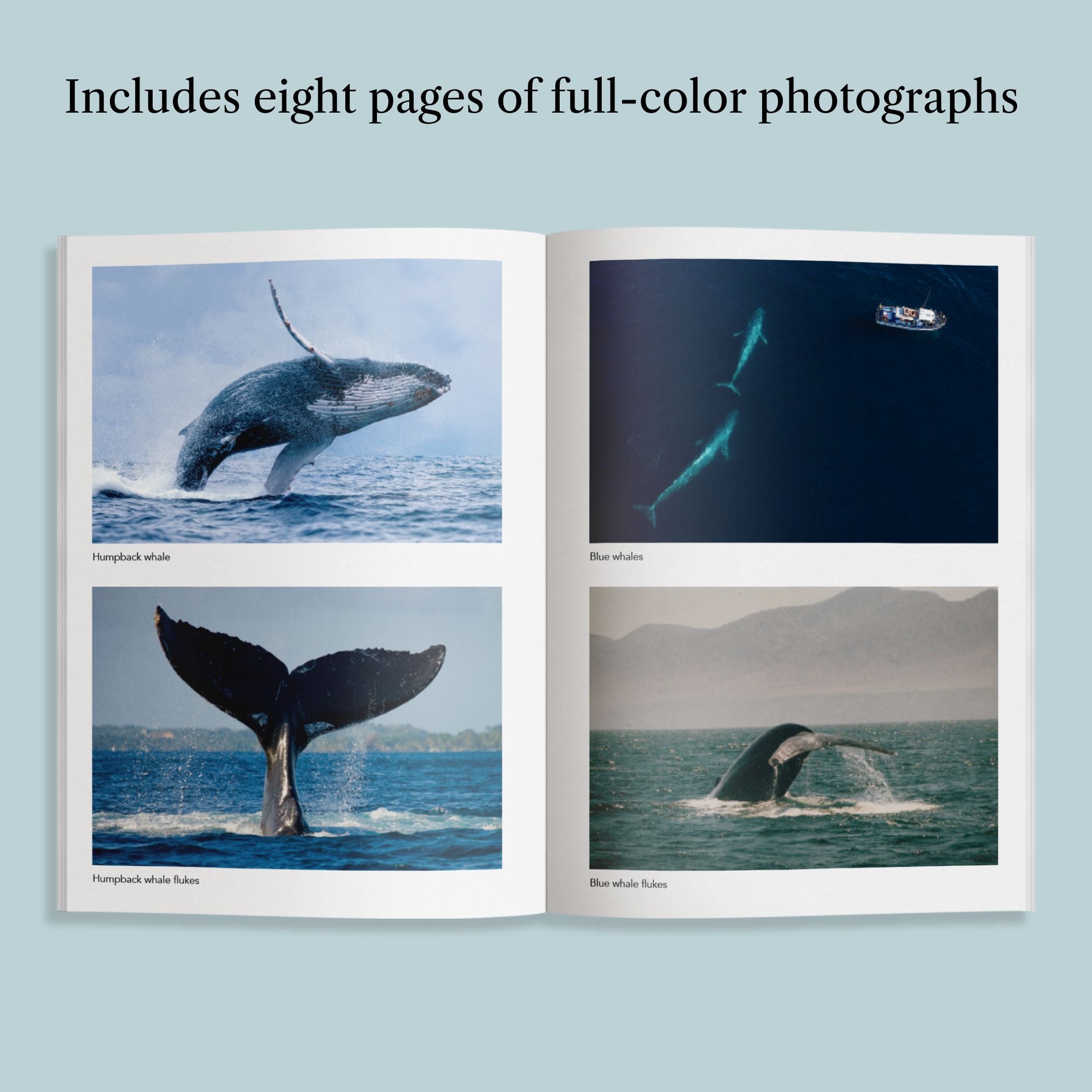 The Breath of a Whale: The Science and Spirit of Pacific Ocean Giants