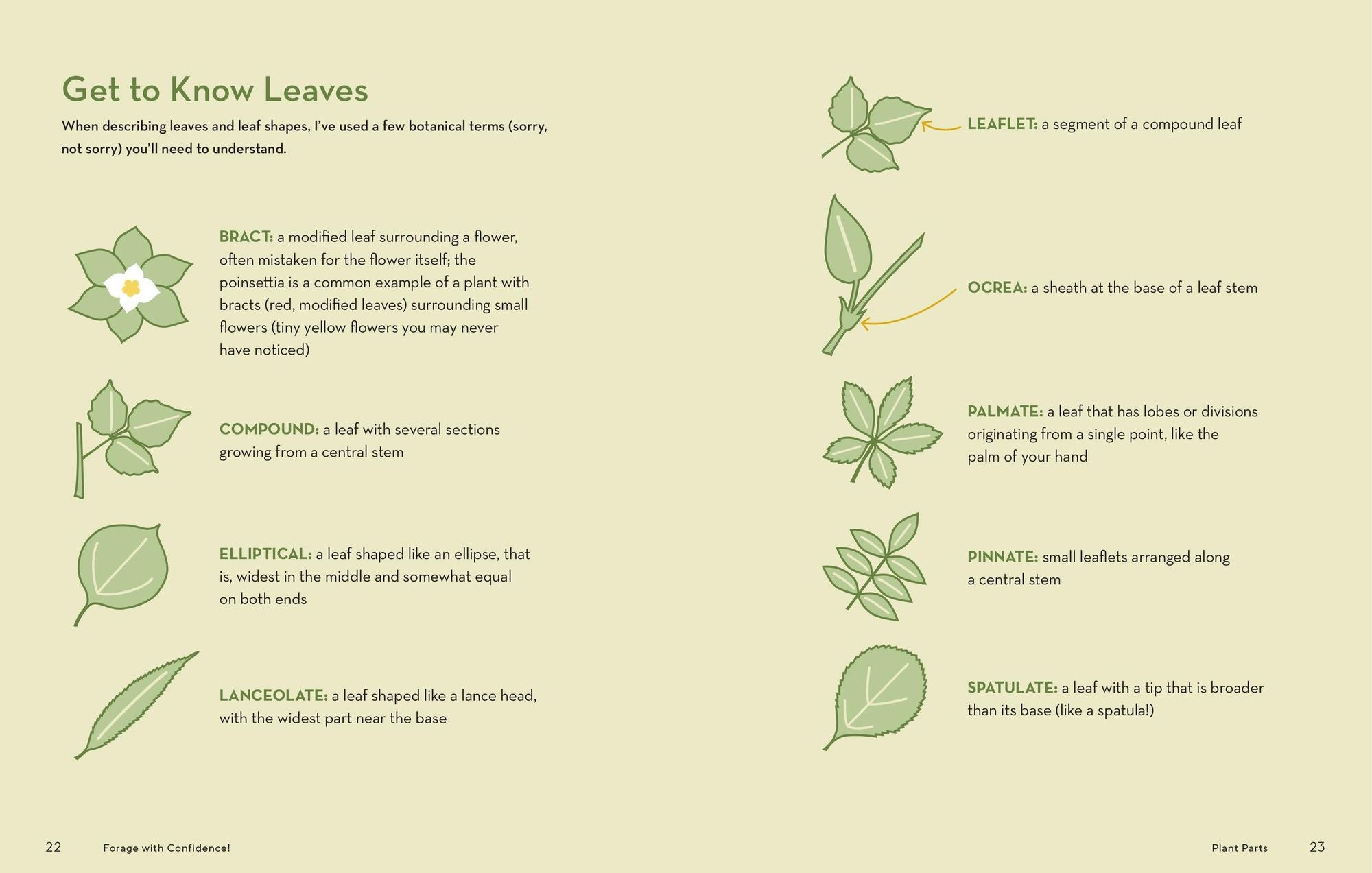 How to Forage for Wild Foods without Dying: An Absolute Beginner's Guide to Identifying 40 Edible Wild Plants