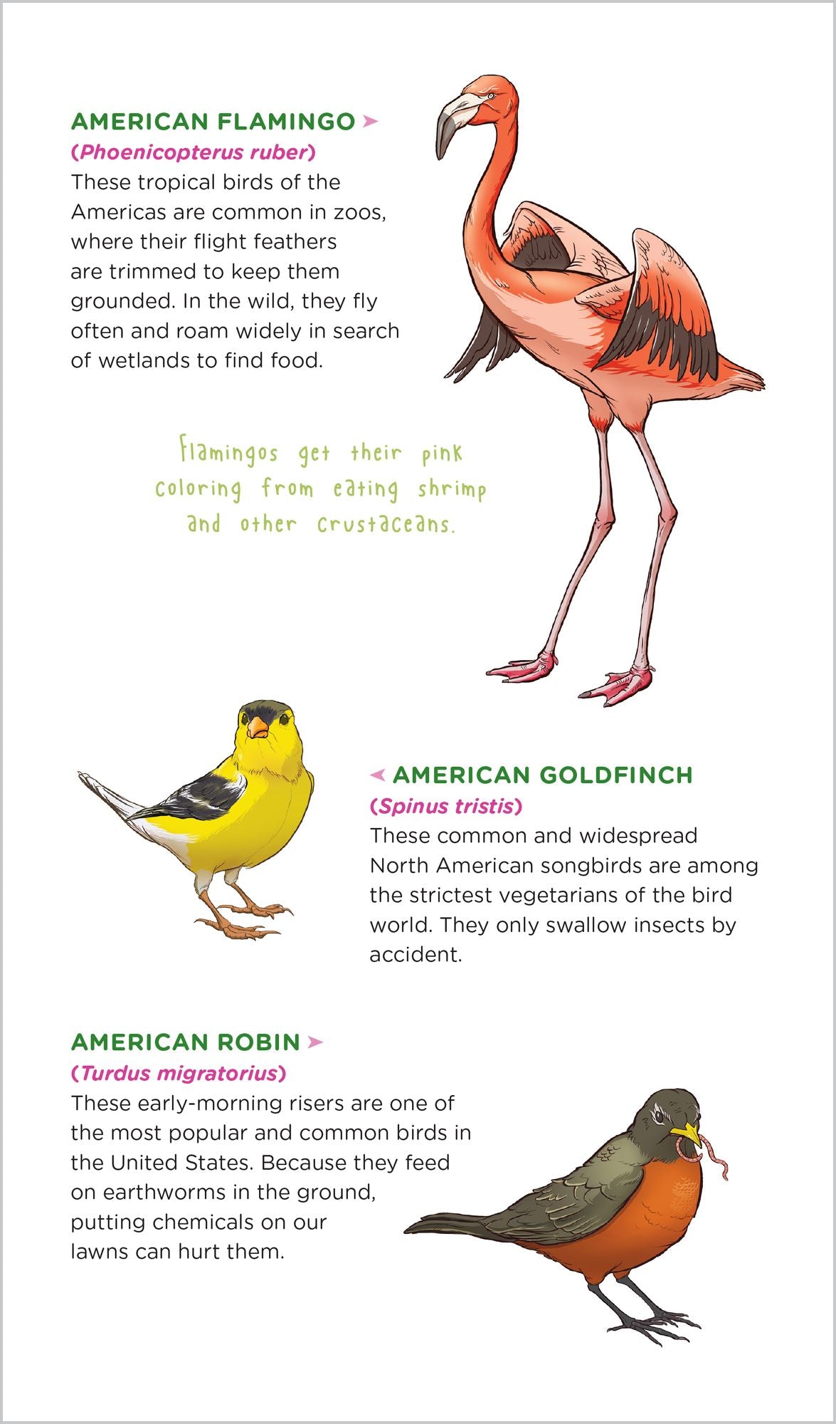 Soaring, Singing Tattoo Birds: 50 Temporary Tattoos That Teach