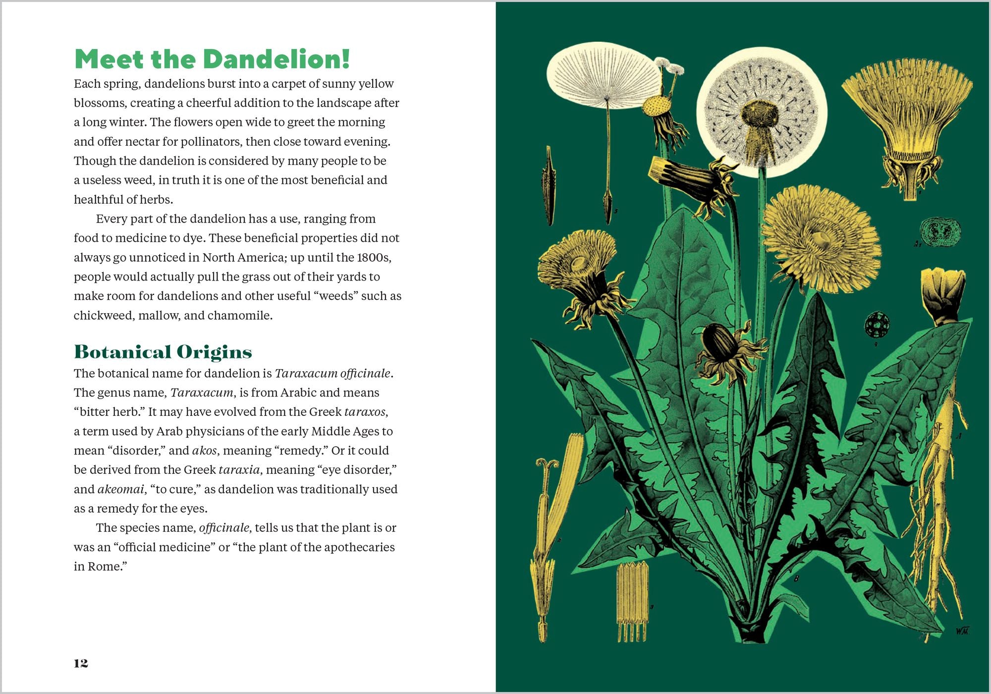Dandelion Medicine, 2nd Edition: Forage, Feast, and Nourish Yourself with This Extraordinary Weed