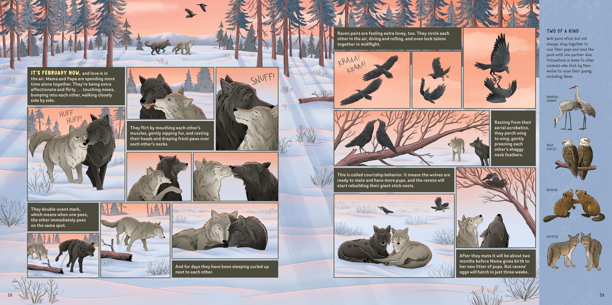 What Goes on inside a Wolf Pack: Follow the Adventures of a Wolf Family in Yellowstone National Park
