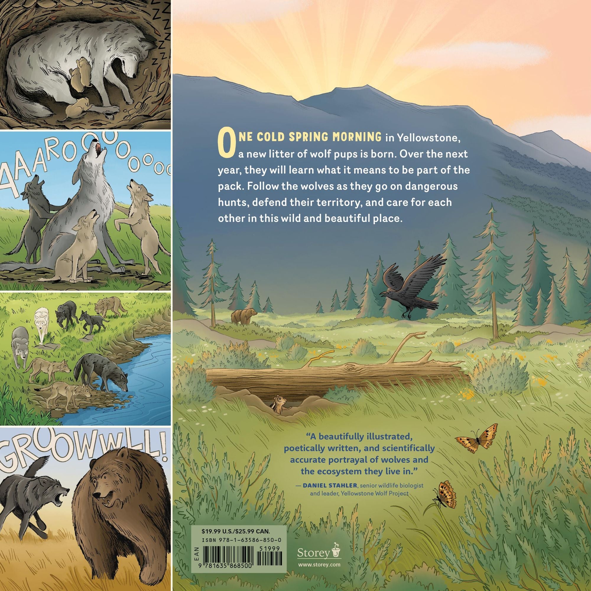 What Goes on inside a Wolf Pack: Follow the Adventures of a Wolf Family in Yellowstone National Park