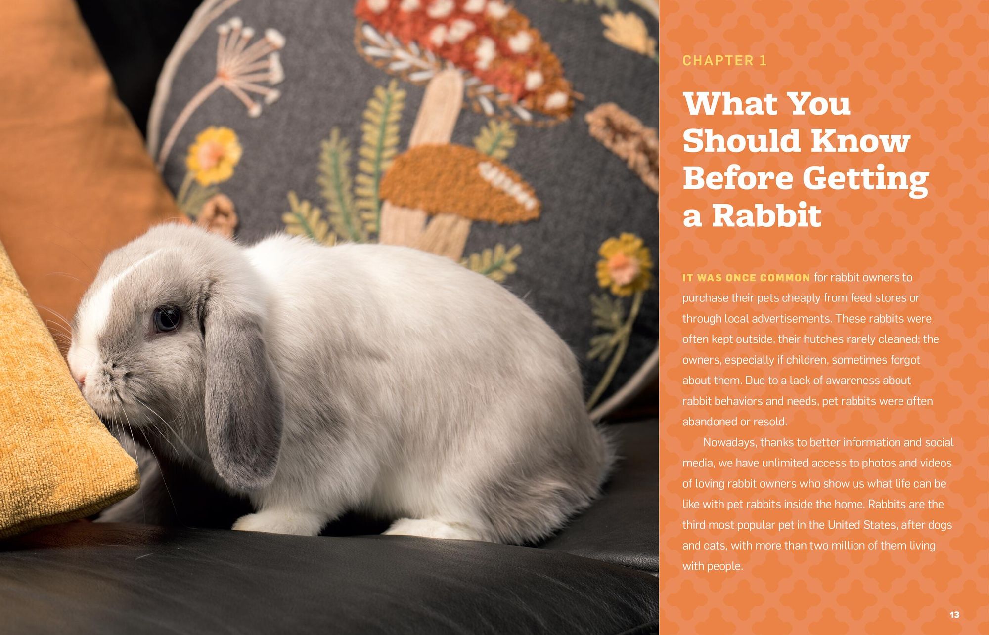 An Absolute Beginner's Guide to Keeping a Pet Rabbit: Handling, Feeding, Housing, and Grooming