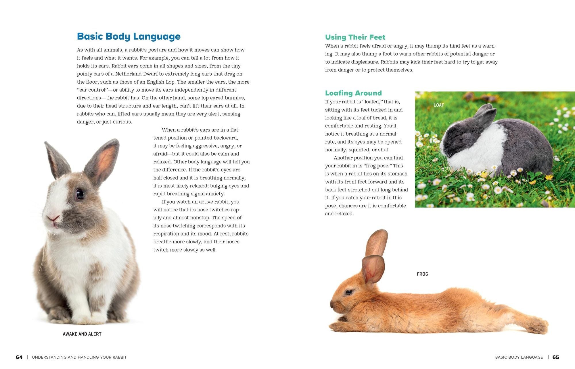 An Absolute Beginner's Guide to Keeping a Pet Rabbit: Handling, Feeding, Housing, and Grooming