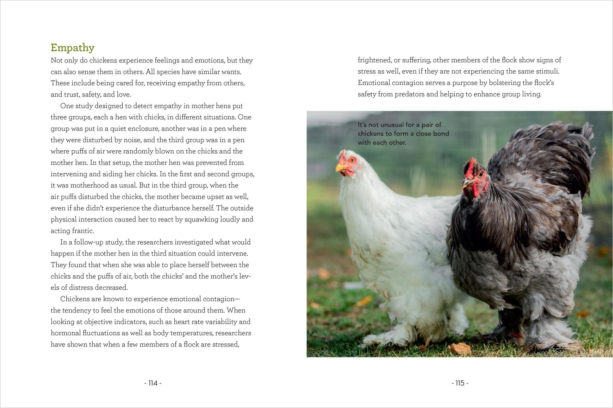 How to Read a Chicken's Mind: Understand How Chickens Learn, Perceive People, Express Emotions, and Pass Down Knowledge