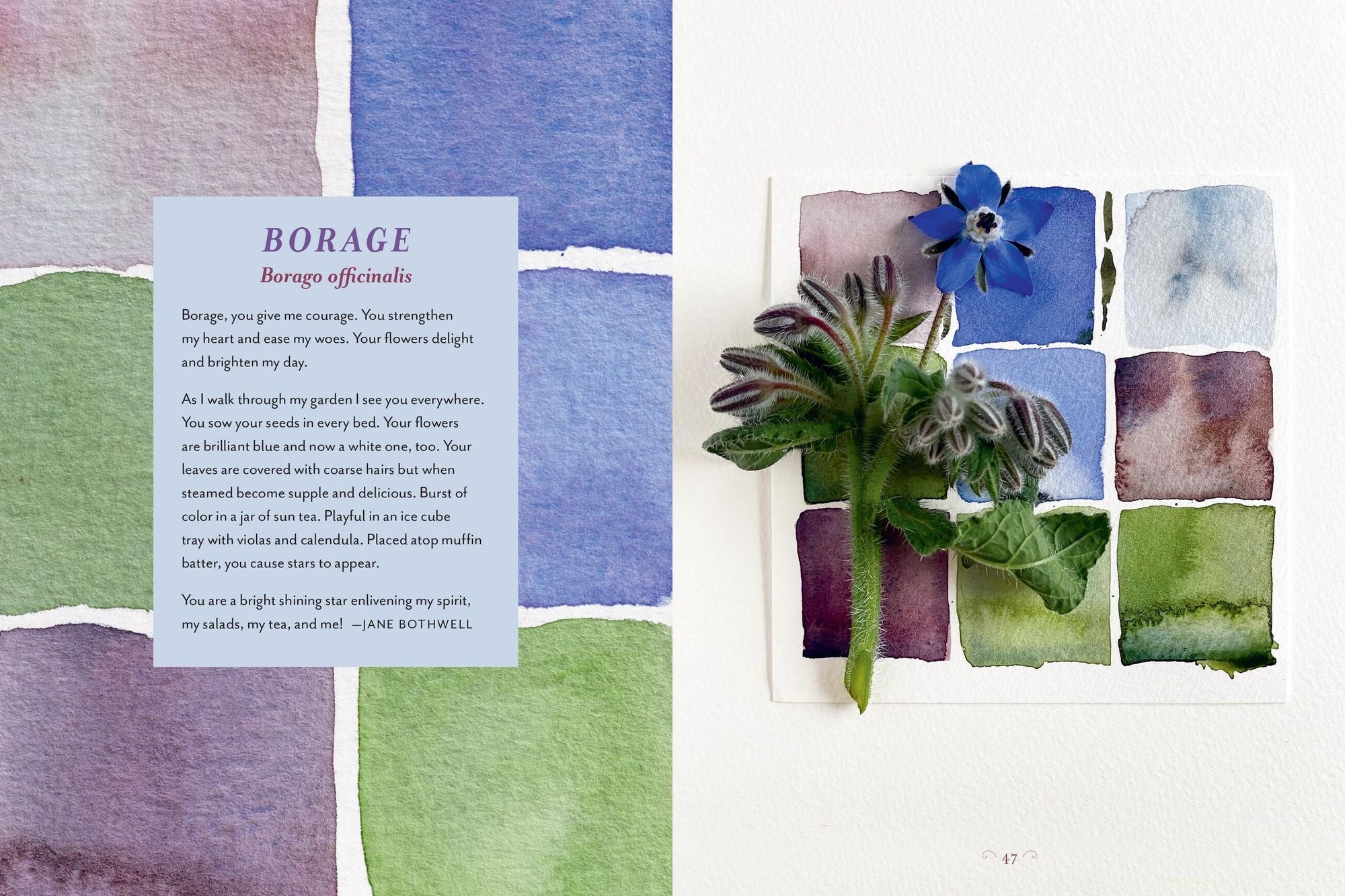 The Generosity of Plants: Shared Wisdom from the Community of Herb Lovers