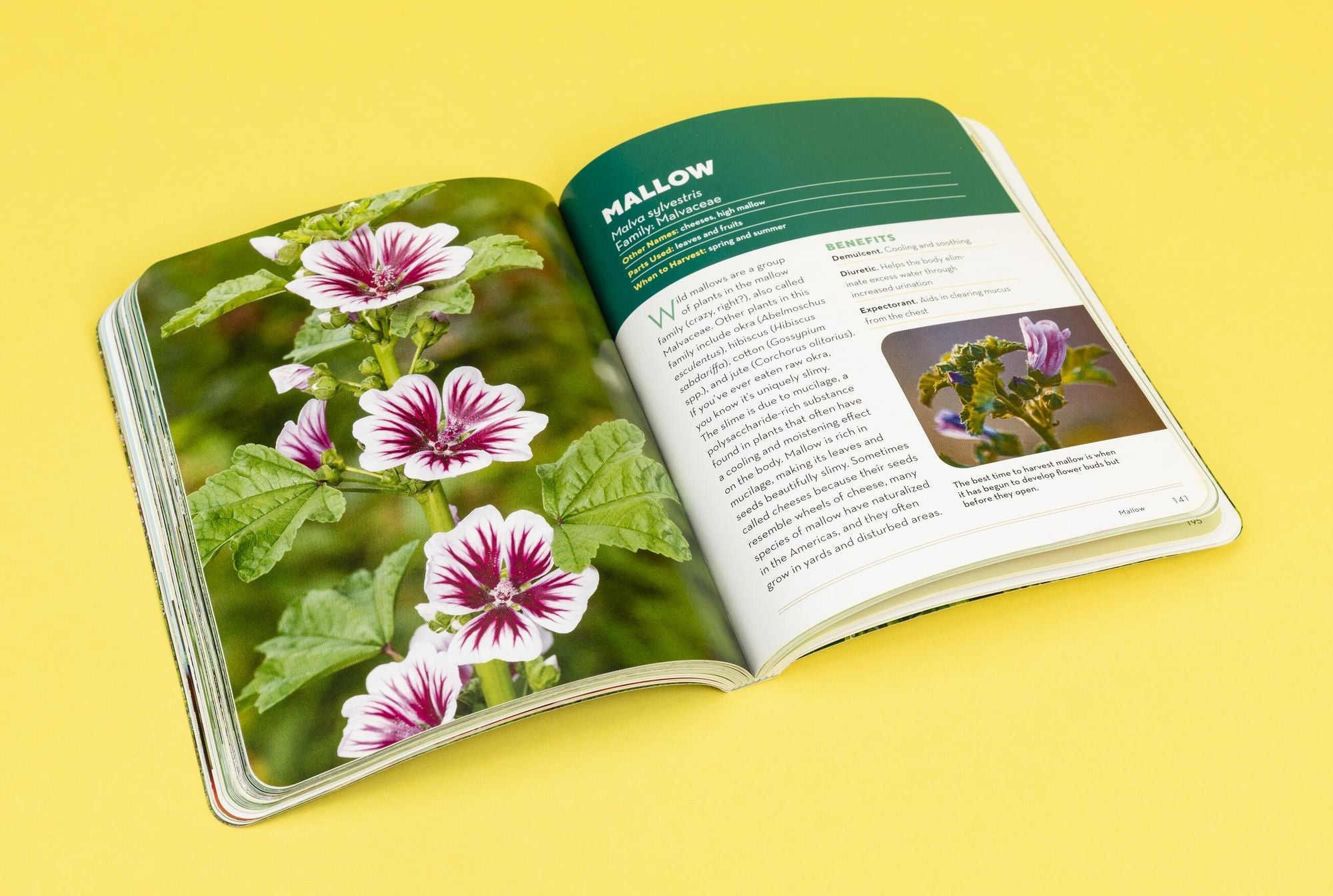 How to Forage for Medicinal Plants without Dying: An Absolute Beginner's Guide to Identifying 32 Healing Wild Herbs