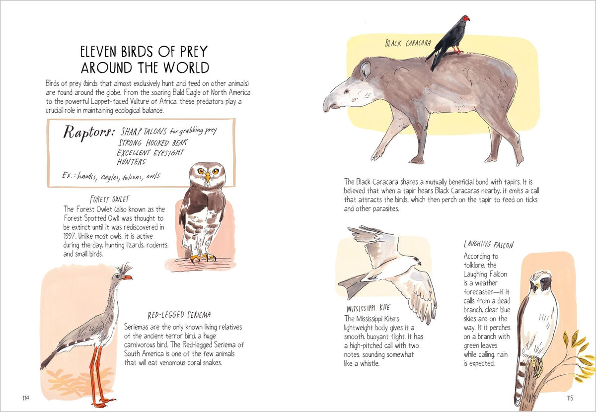 Bird Anatomy: The Curious Lives of the World's Feathered Creatures