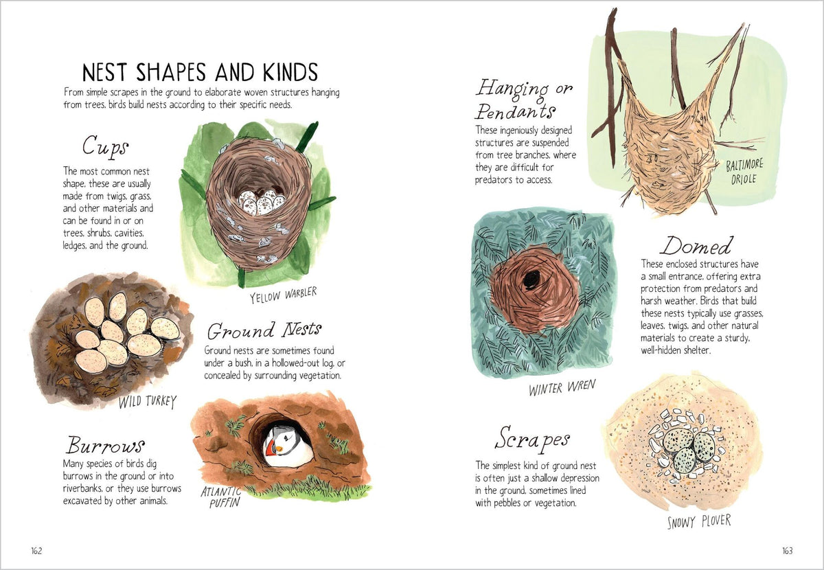 Bird Anatomy: The Curious Lives of the World's Feathered Creatures