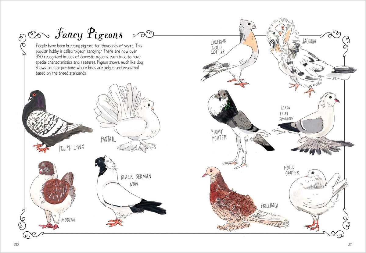 Bird Anatomy: The Curious Lives of the World's Feathered Creatures