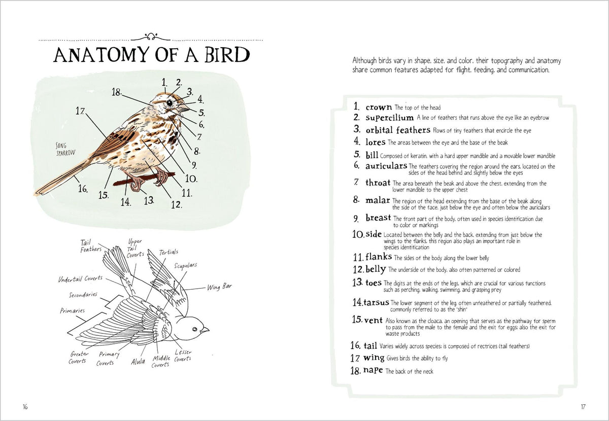 Bird Anatomy: The Curious Lives of the World's Feathered Creatures