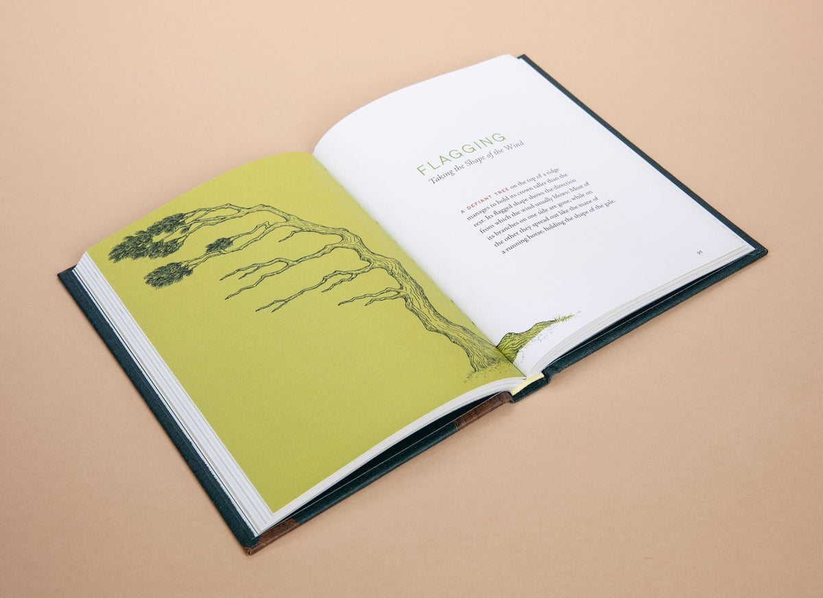 A Forest Language: Words That Illuminate the Astonishing World of Trees