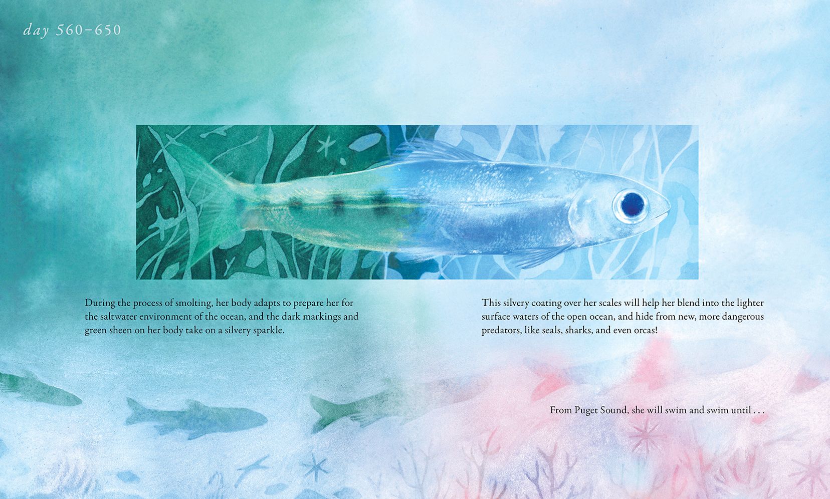Salmon Run: An epic journey to the ocean and back