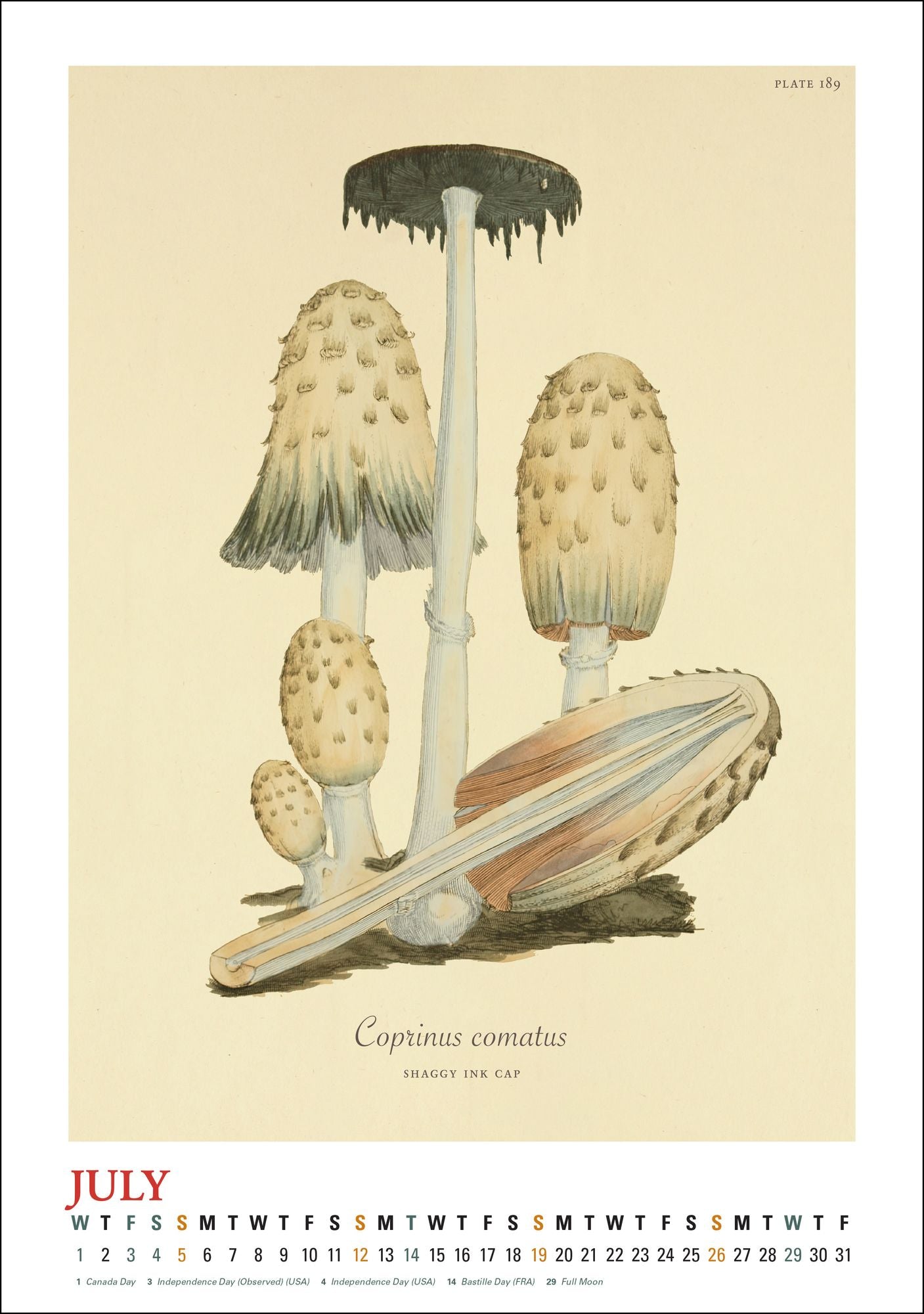 2026 Mushroom Botanicals Large Wall Calendar