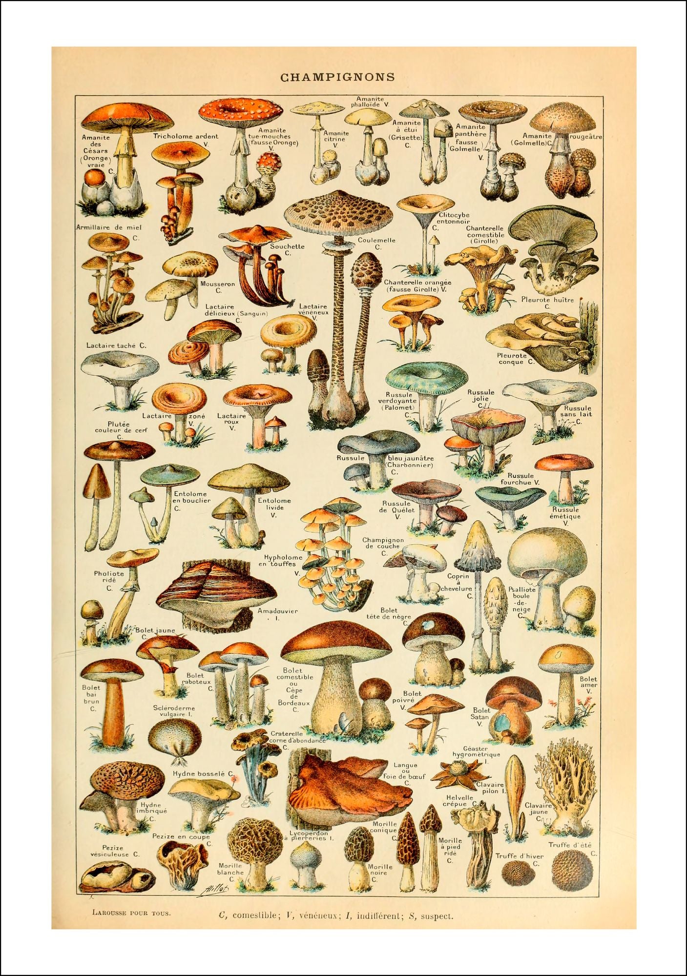 2026 Mushroom Botanicals Large Wall Calendar