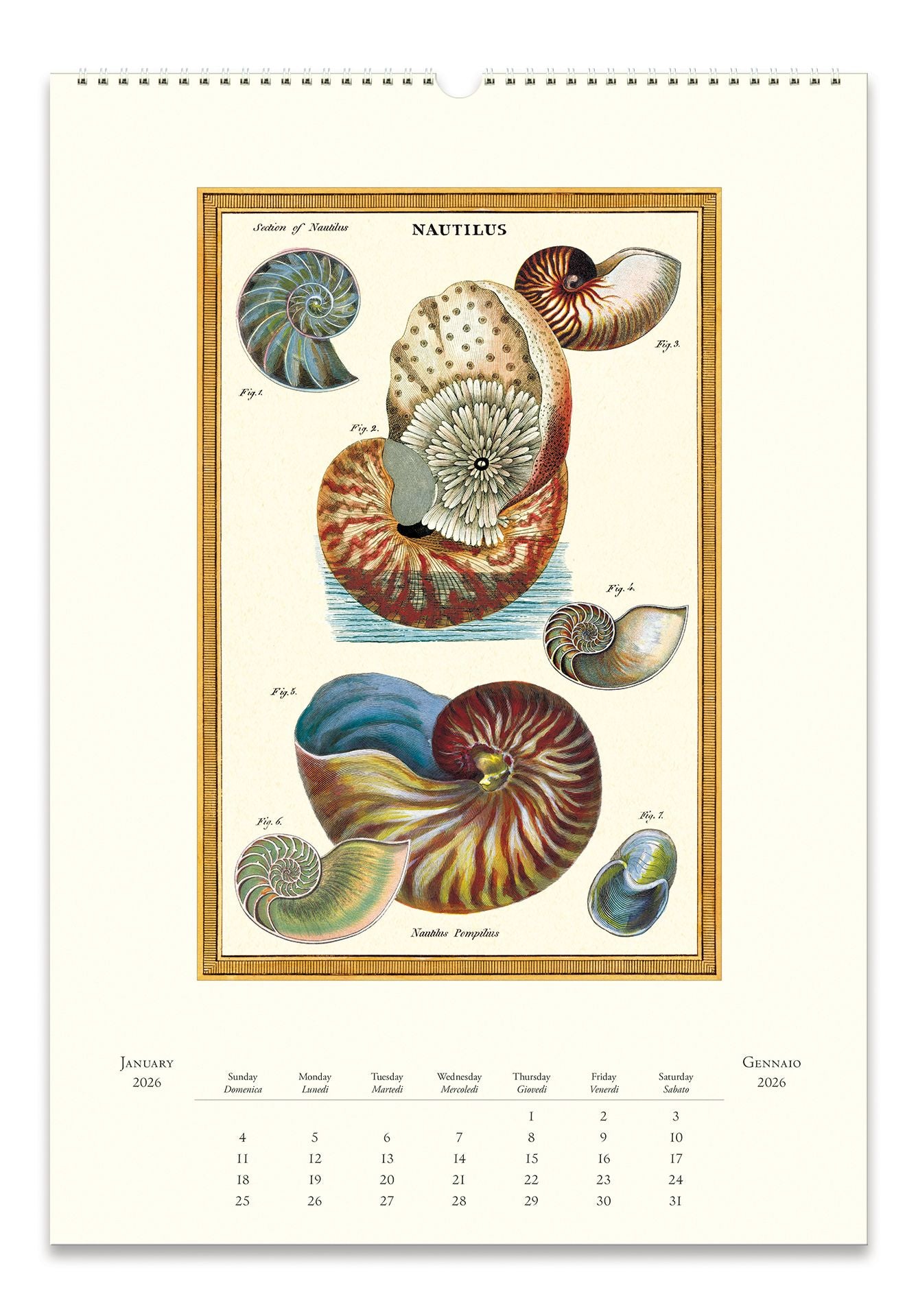 2026 Cavallini Sea Life Wall Calendar