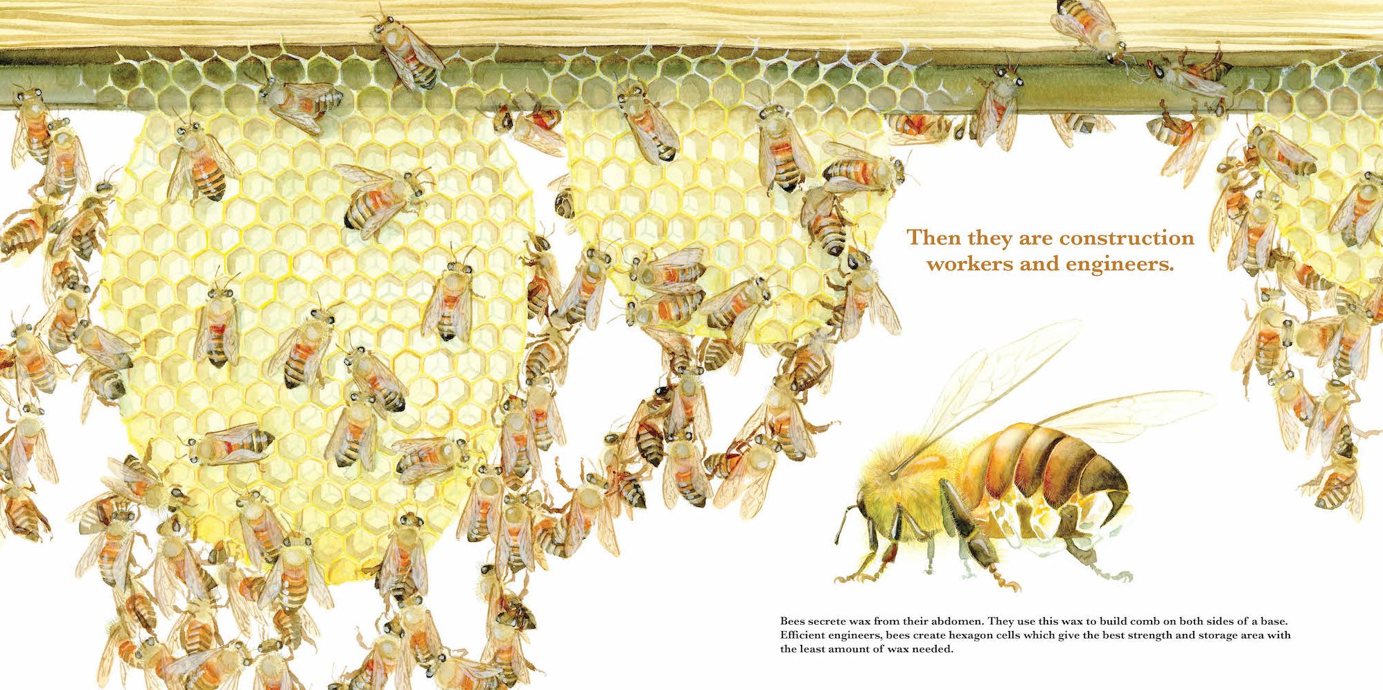 They Work: Honey Bees, Nature's Pollinators