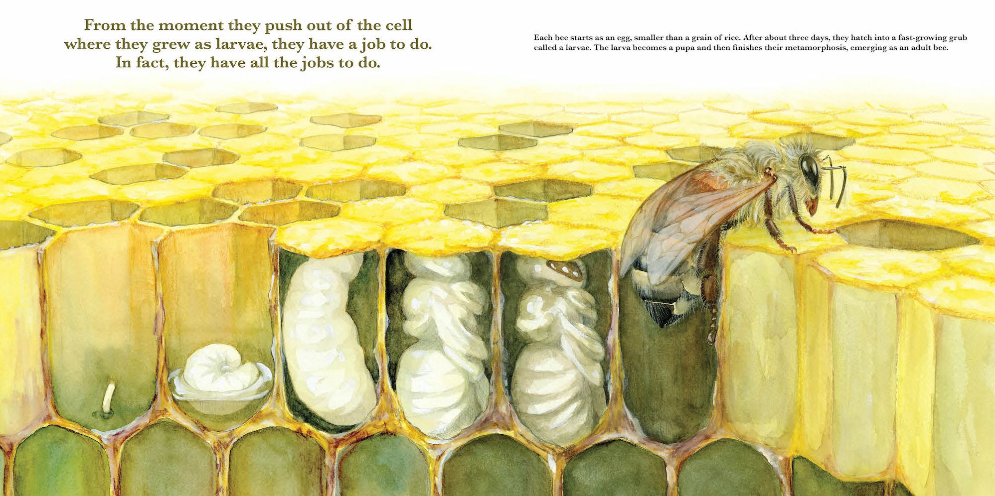 They Work: Honey Bees, Nature's Pollinators