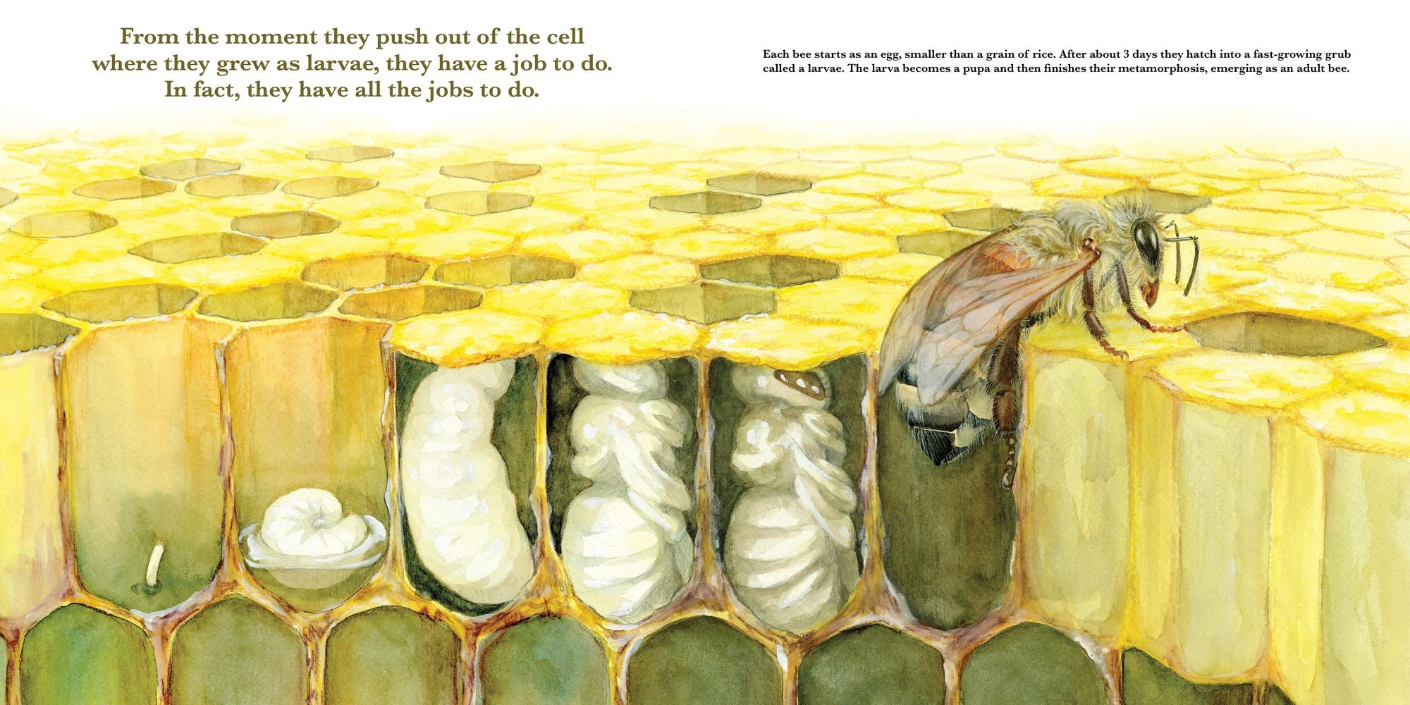 They Work: Honey Bees, Nature's Pollinators