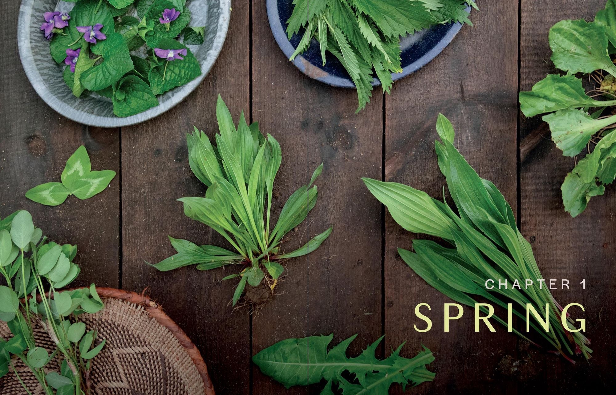 Herbs in Every Season: 48 Edible and Medicinal Herbs for the Kitchen, Garden, and Apothecary