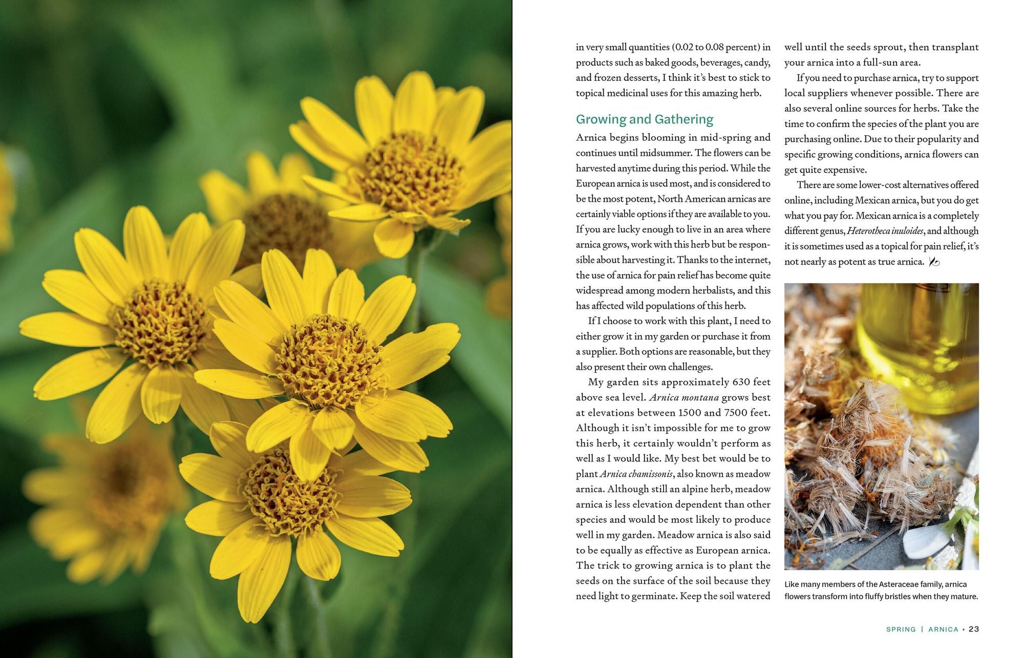 Herbs in Every Season: 48 Edible and Medicinal Herbs for the Kitchen, Garden, and Apothecary