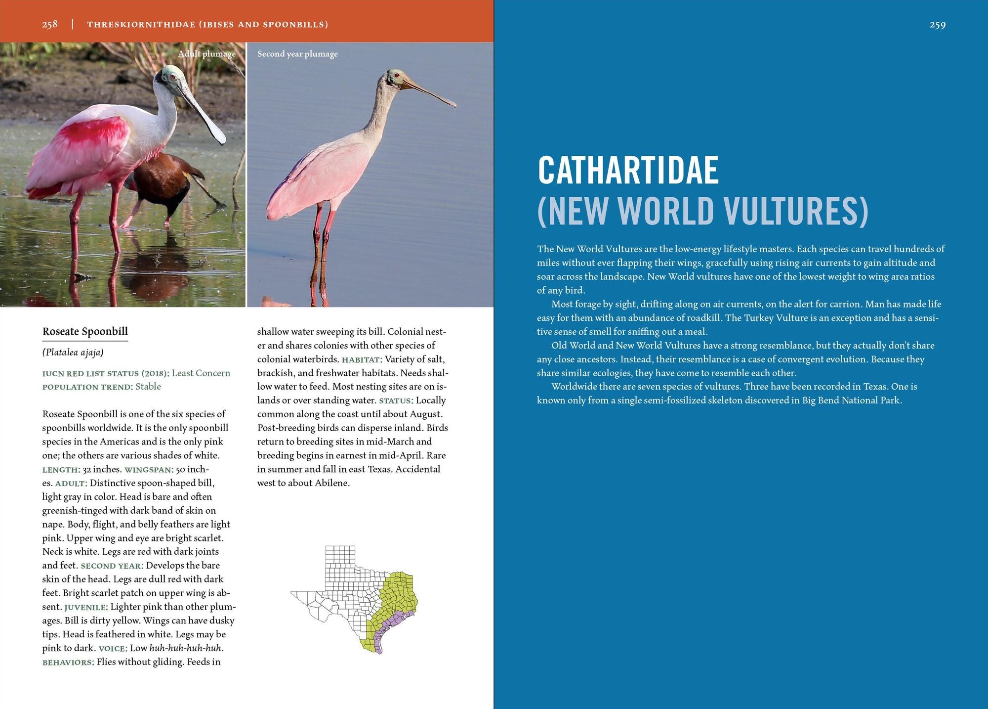 Birds of Texas: A Timber Press Field Guide