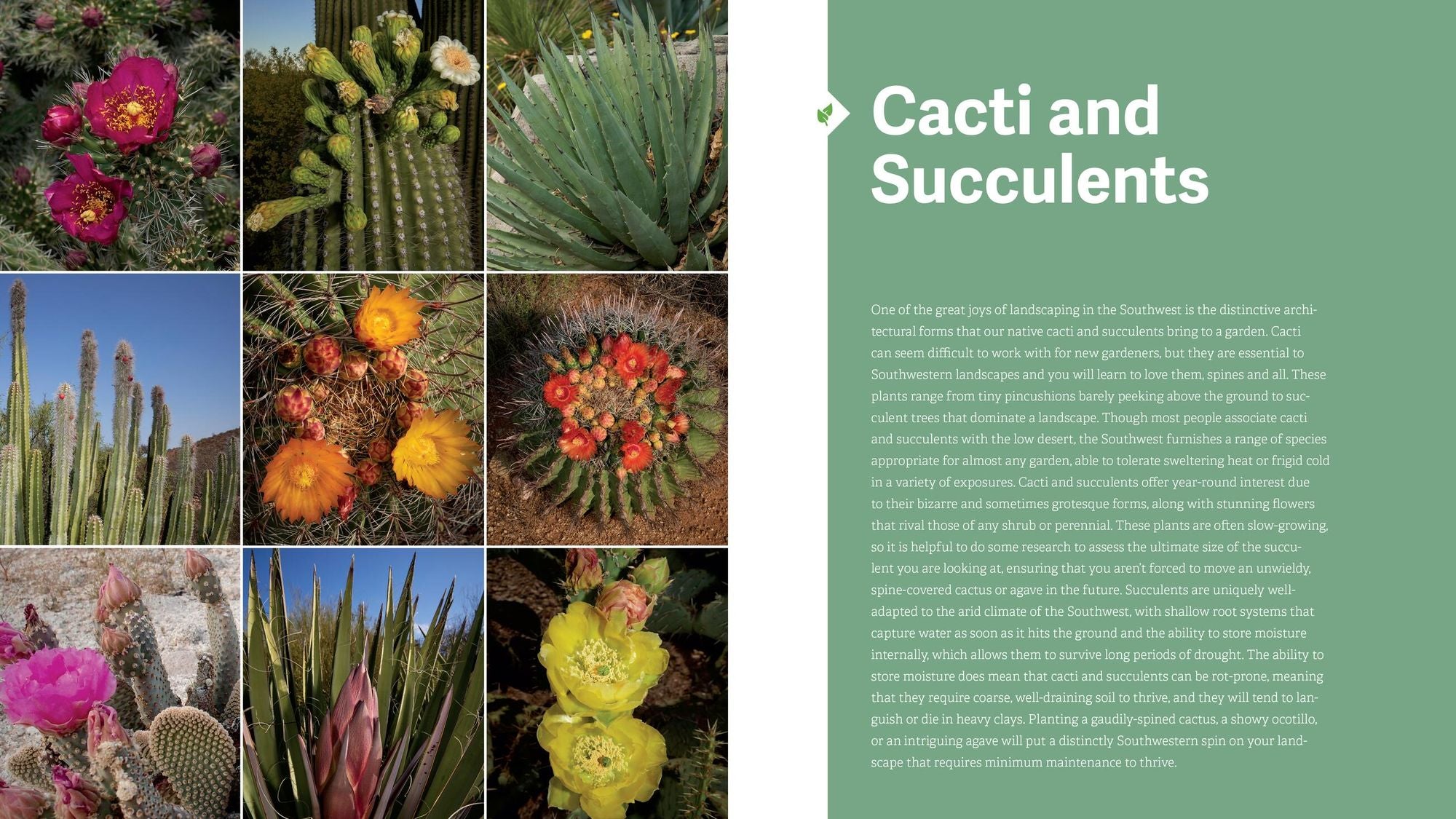 The Southwest Native Plant Primer: 235 Plants for an Earth-Friendly Garden