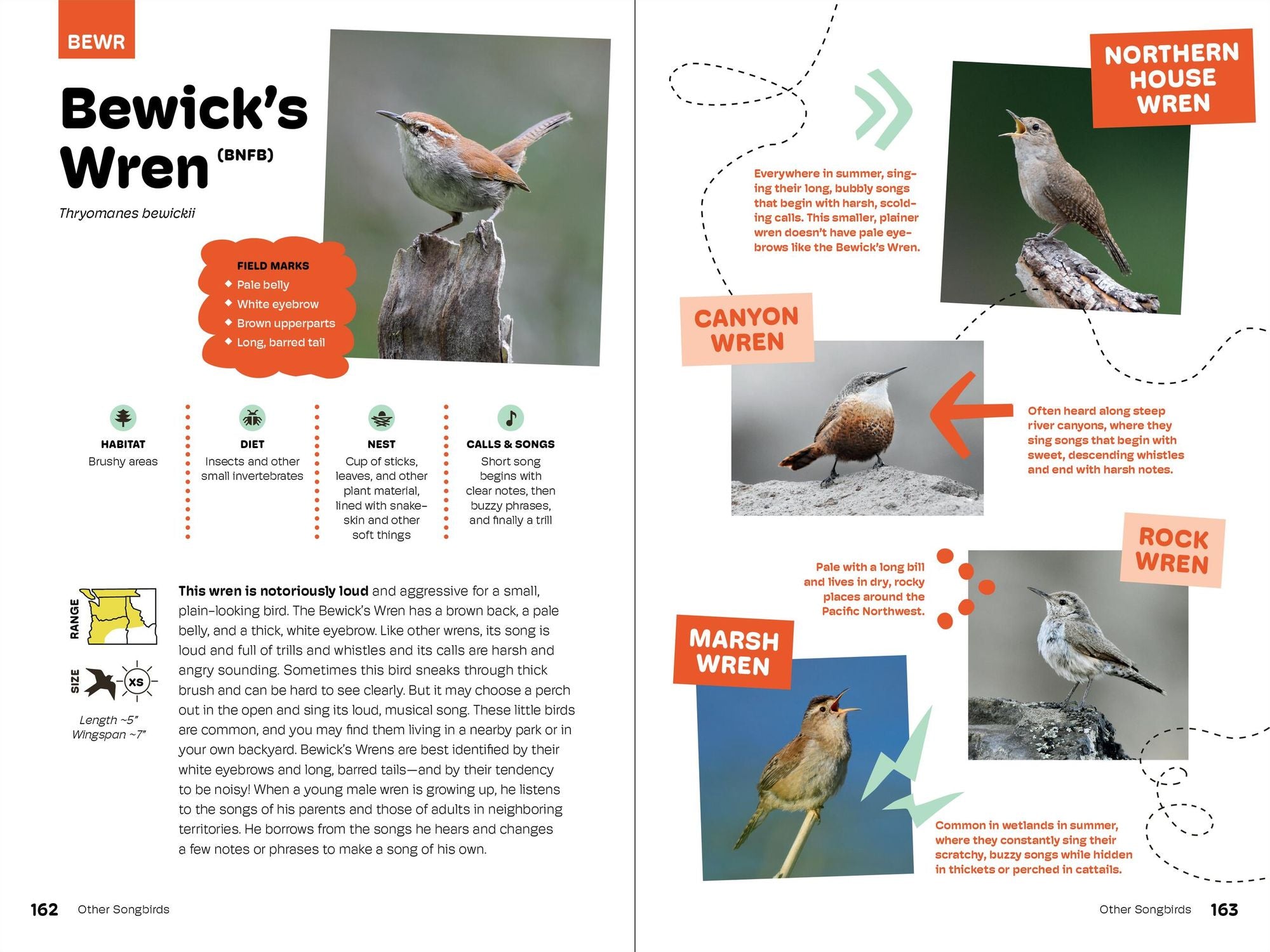 Birds of the Pacific Northwest For Kids