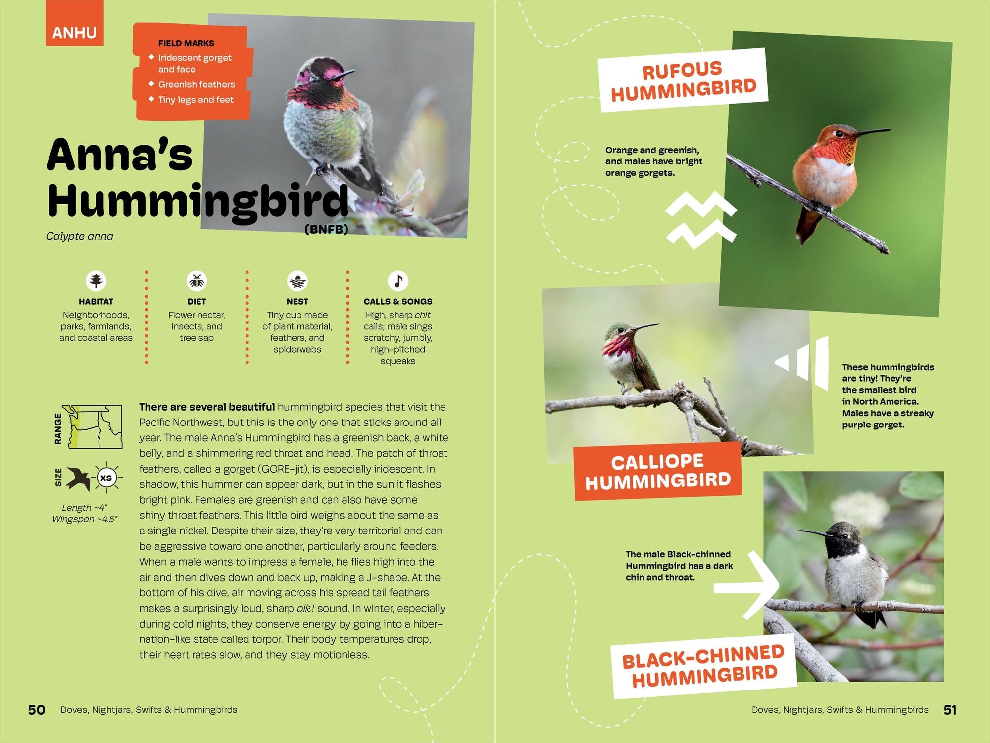 Birds of the Pacific Northwest For Kids