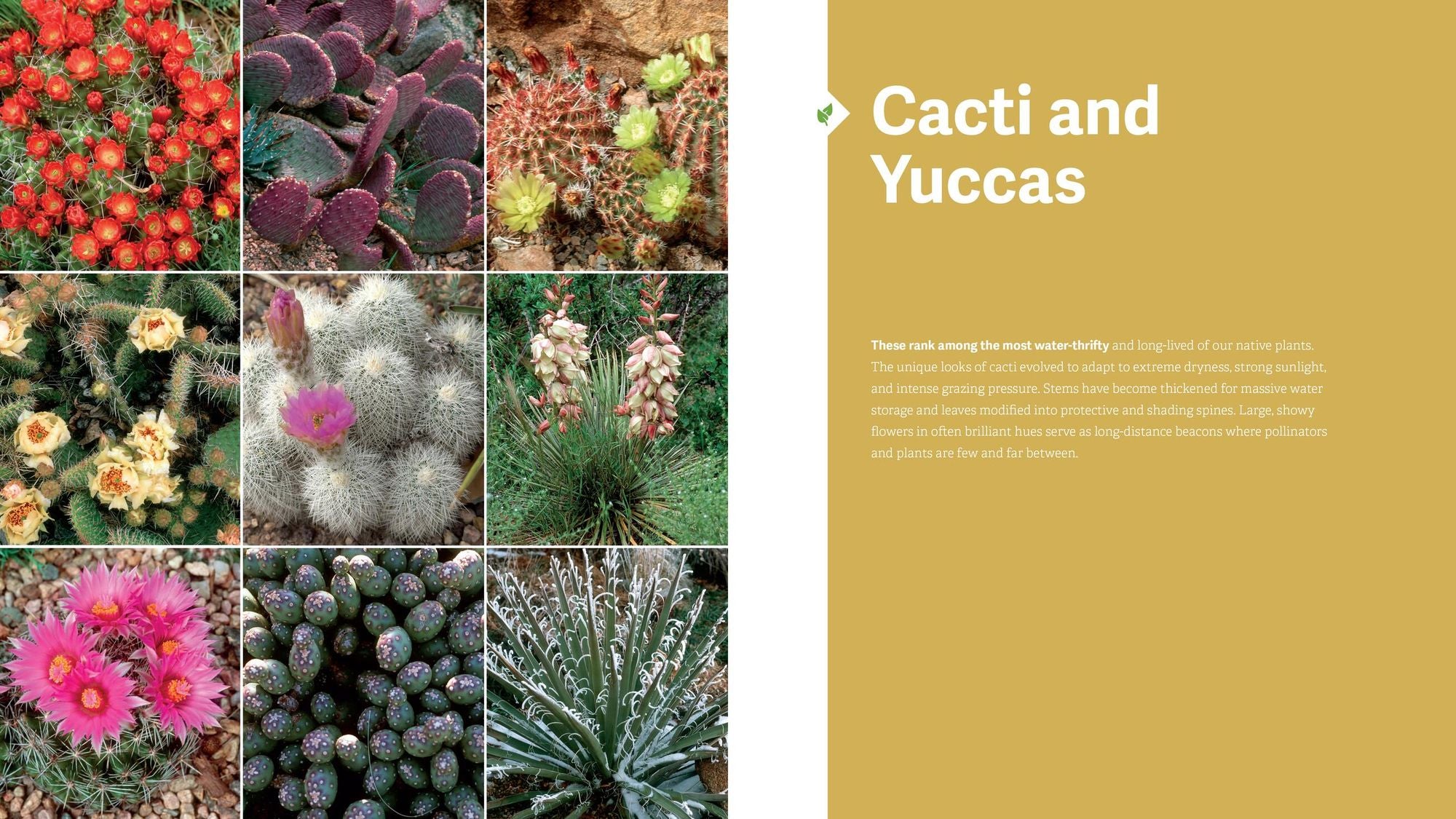 The Rocky Mountain Native Plant Primer: 225 Plants for an Earth-Friendly Garden