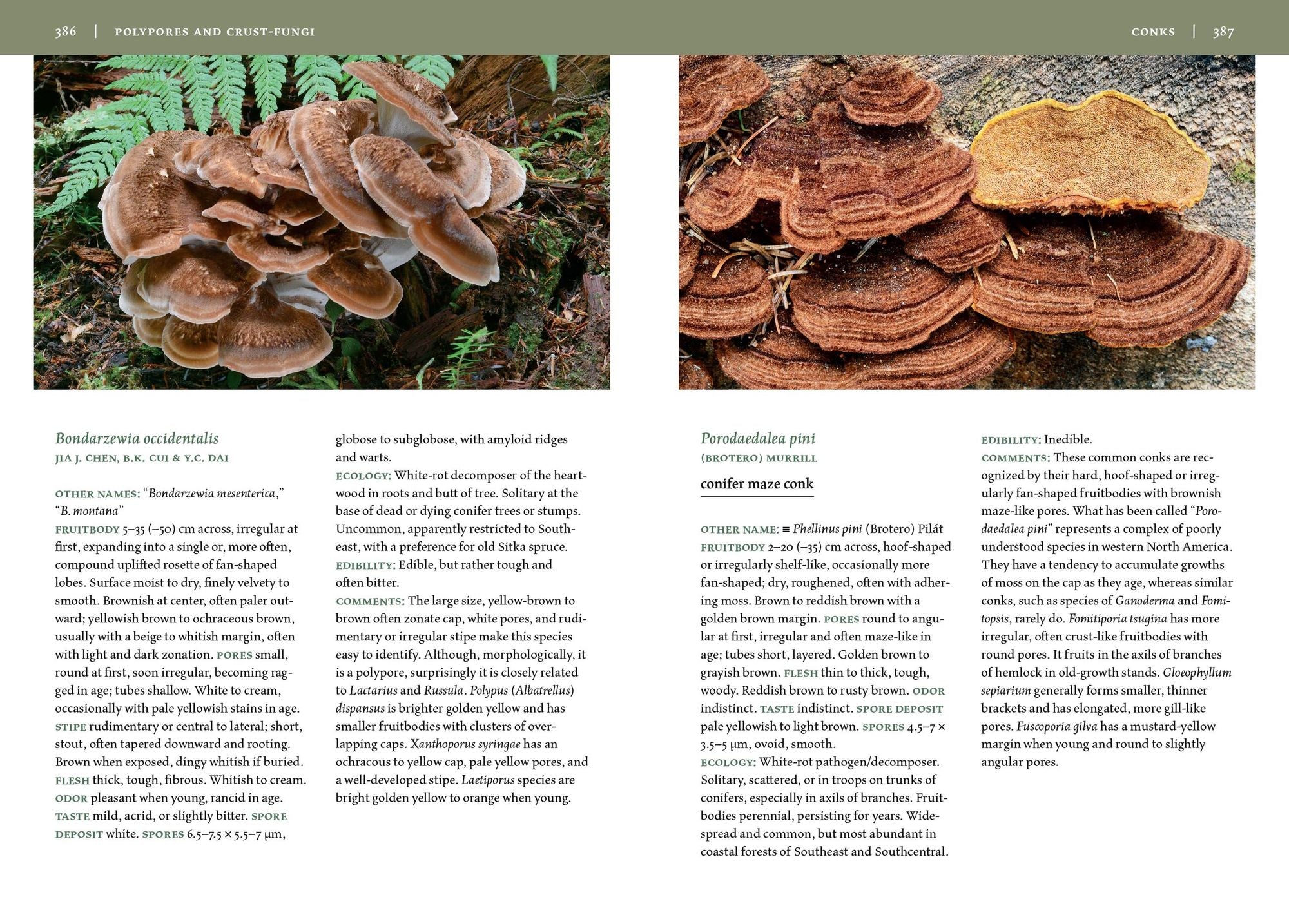 Mushrooms of Alaska