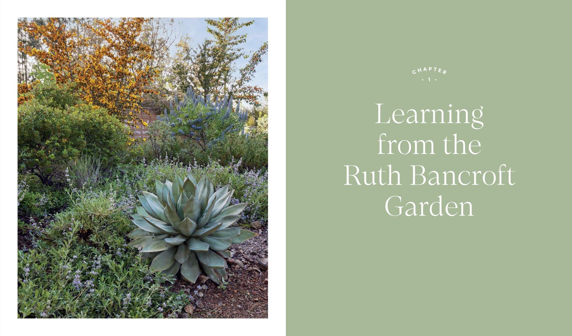 Designing the Lush Dry Garden: Create a Climate-Resilient, Low-Water Paradise