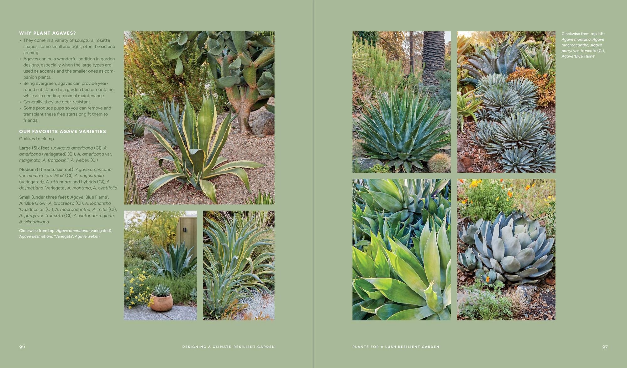Designing the Lush Dry Garden: Create a Climate-Resilient, Low-Water Paradise