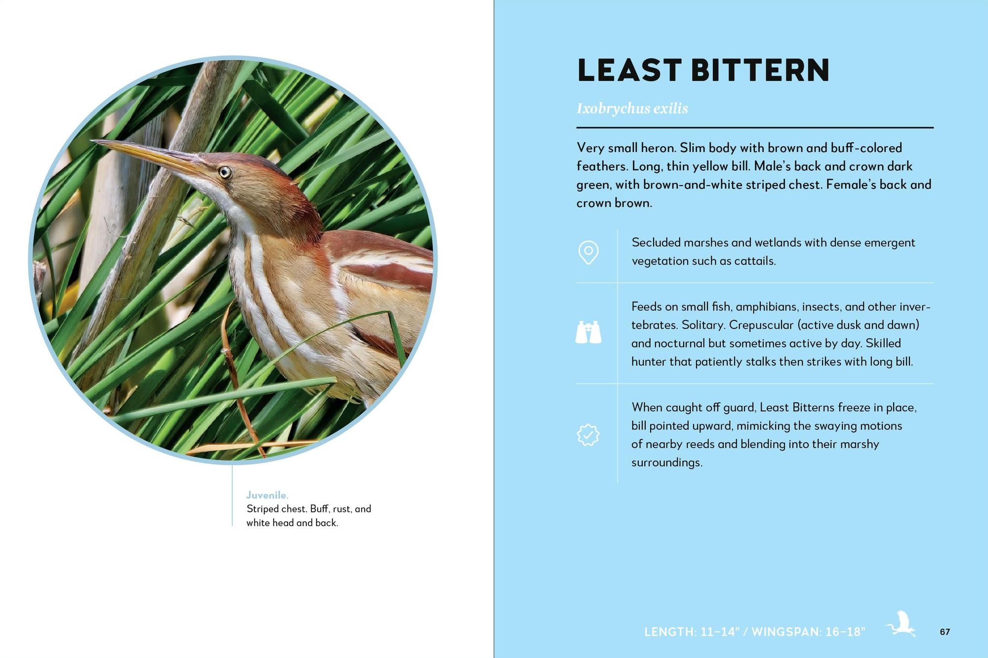 Birds of the Great Lakes