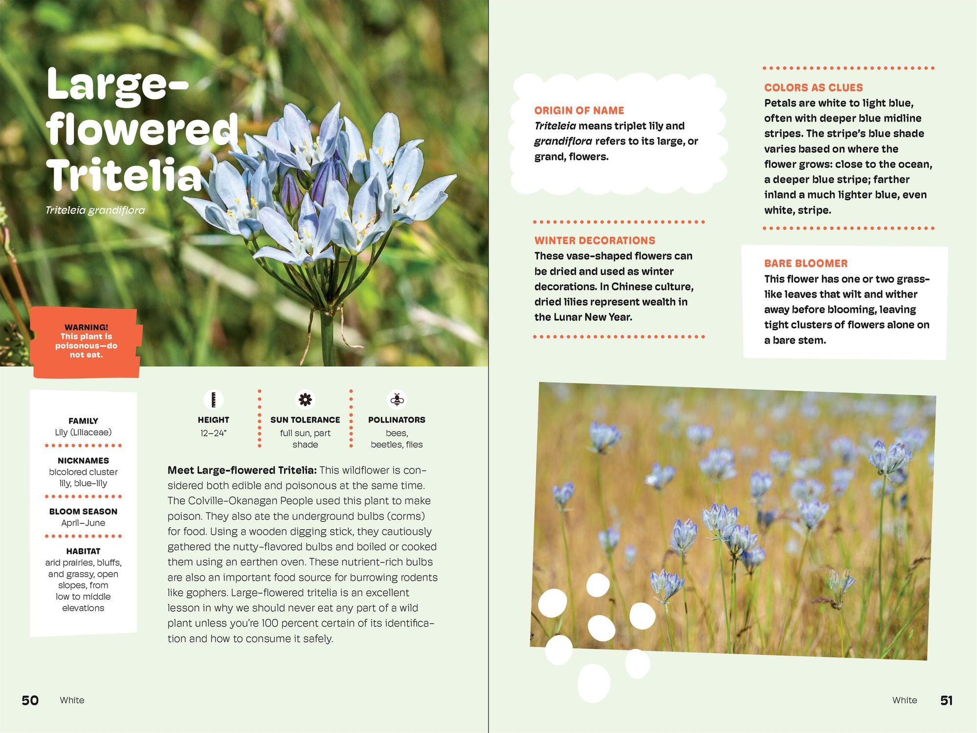 Wildflowers of the Pacific Northwest For Kids