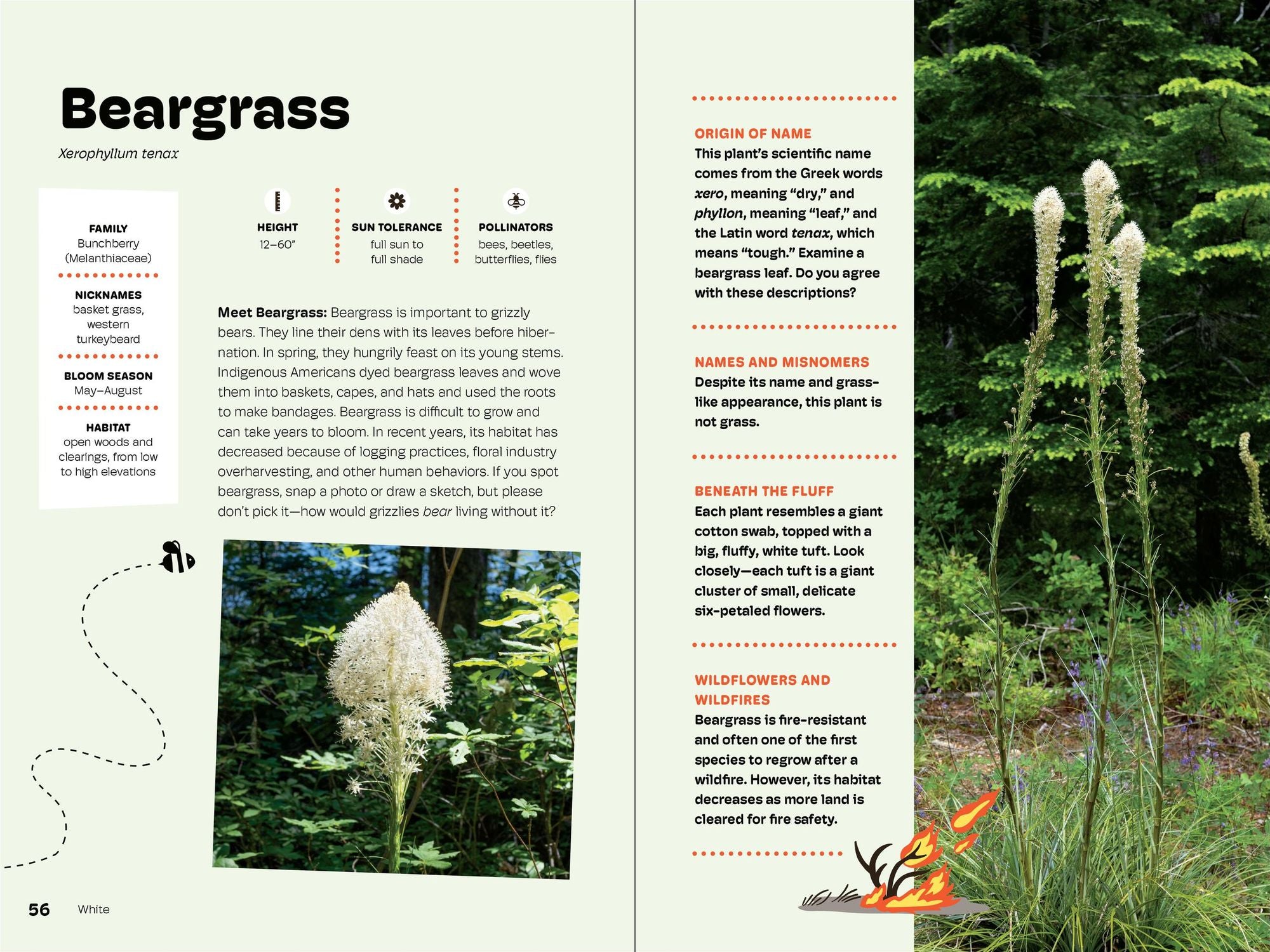 Wildflowers of the Pacific Northwest For Kids