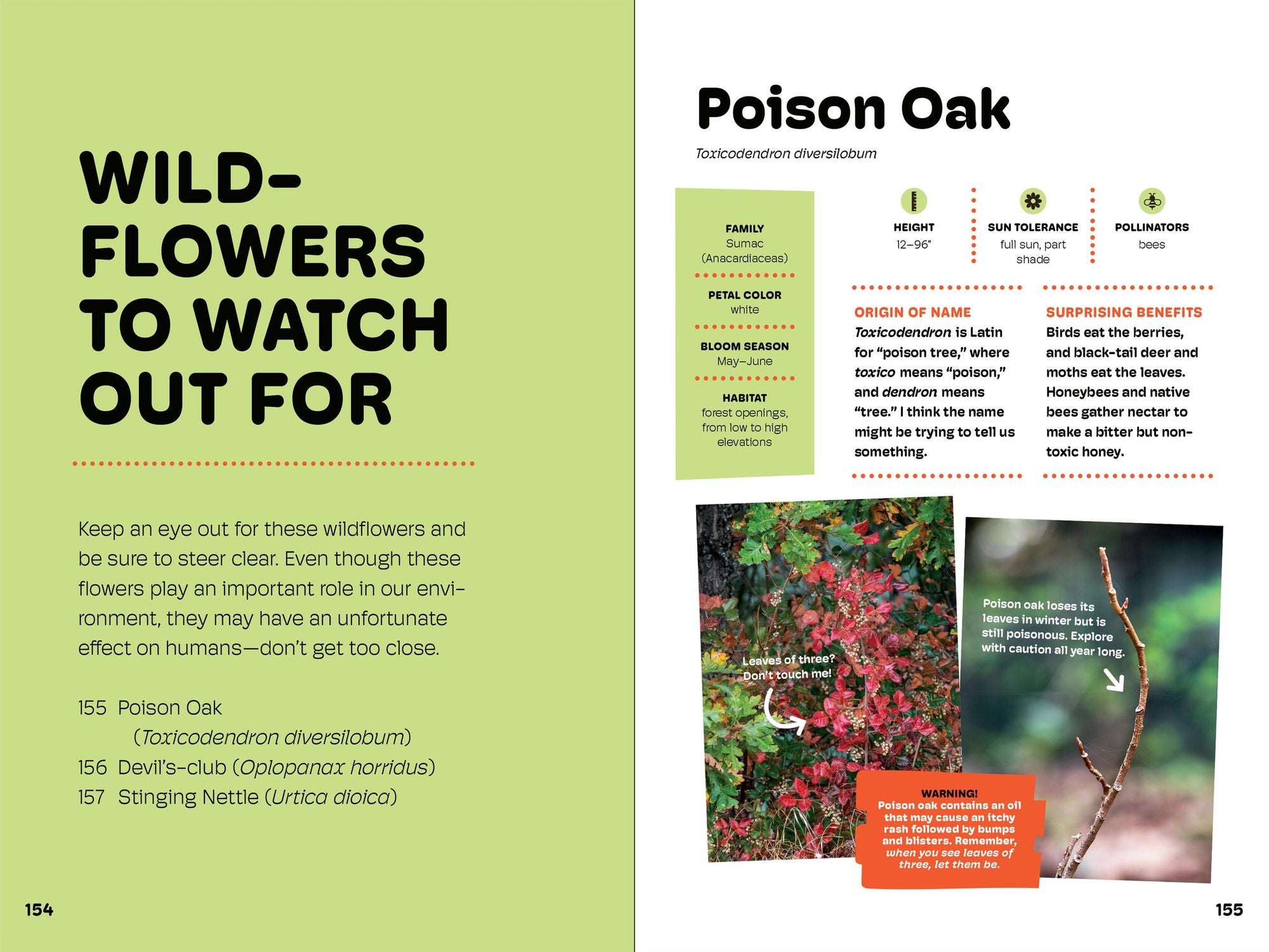 Wildflowers of the Pacific Northwest For Kids