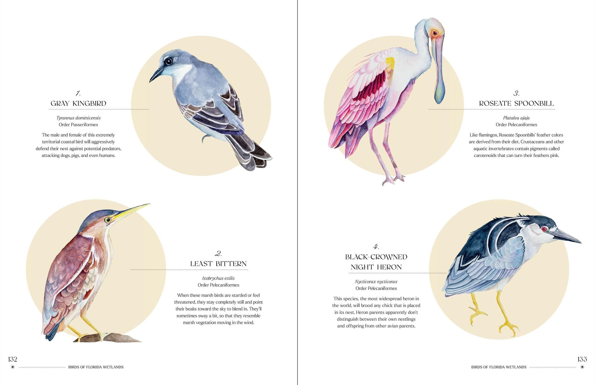 The Illuminated Book of Birds